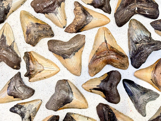 Our new megalodon teeth are here!