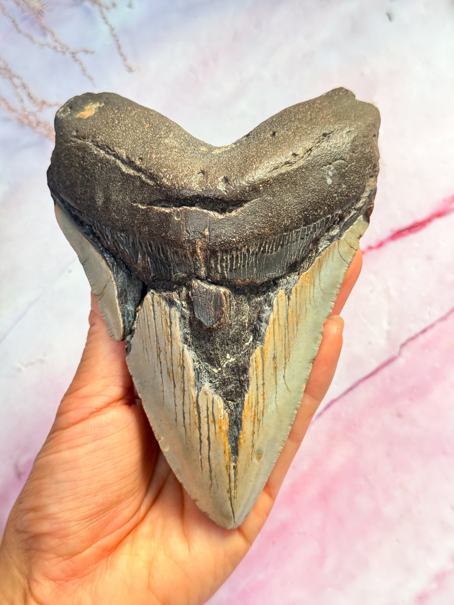 Megalodon Fossil Tooth - W