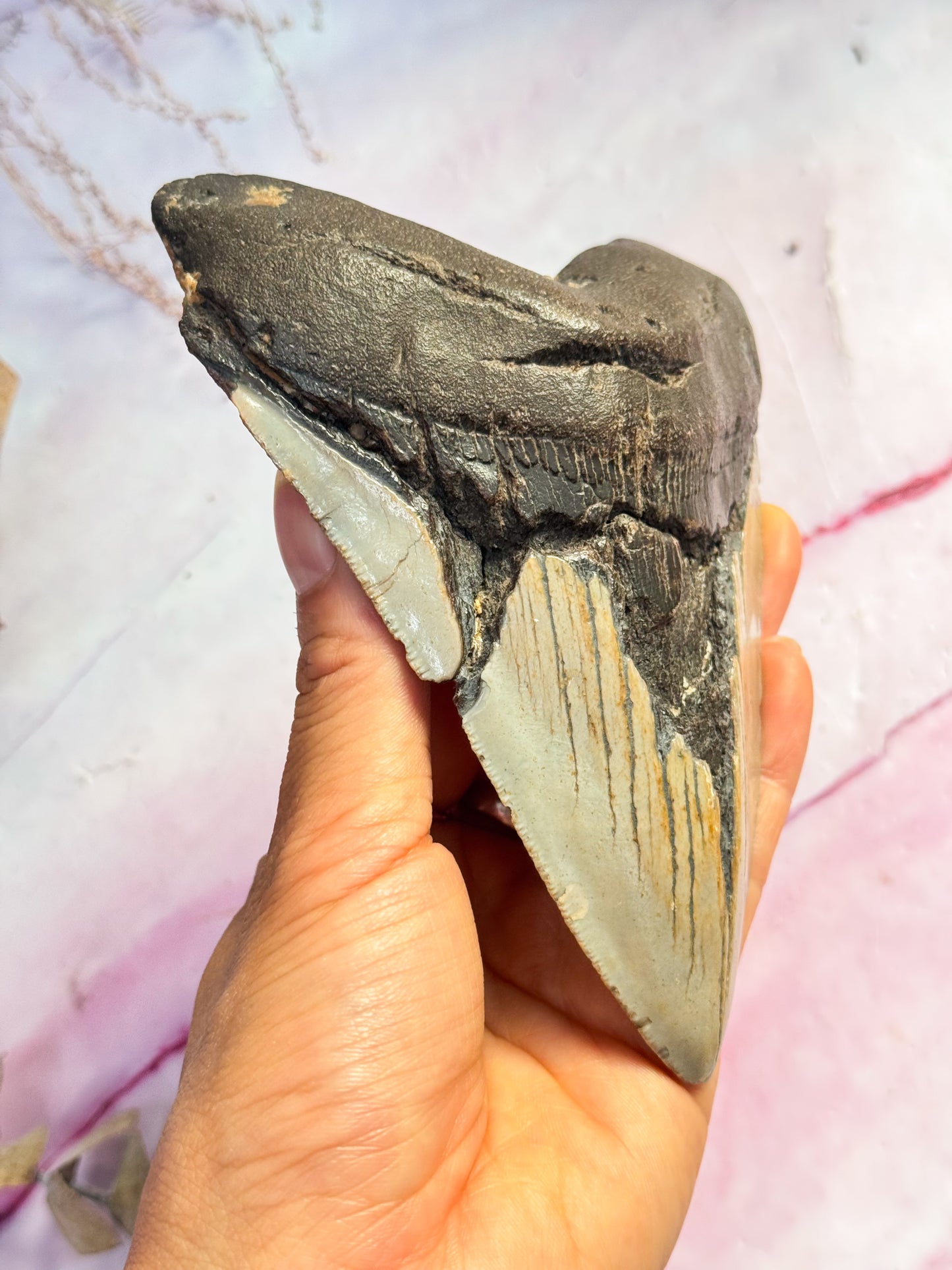 Megalodon Fossil Tooth - W