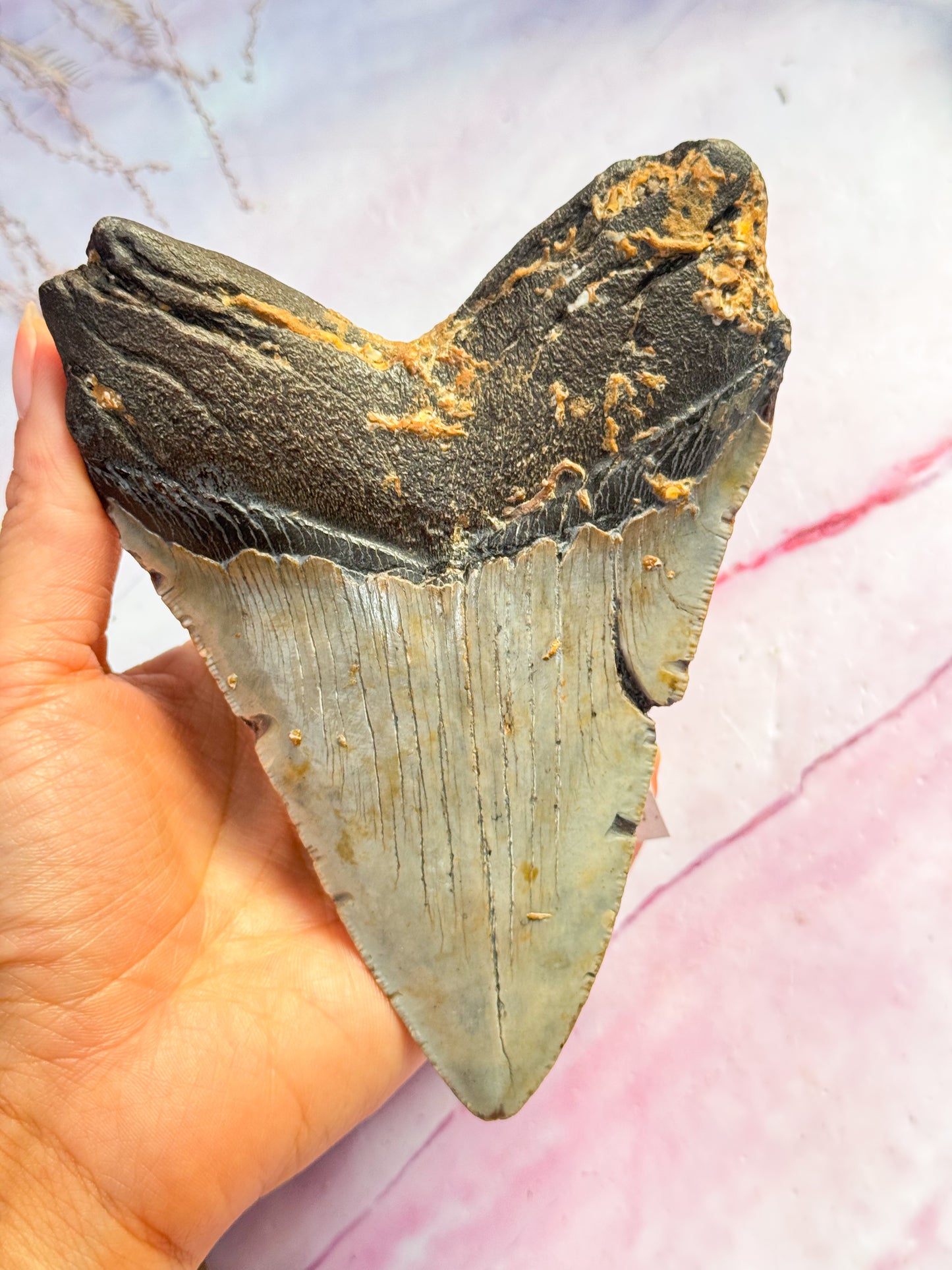 Megalodon Fossil Tooth - W