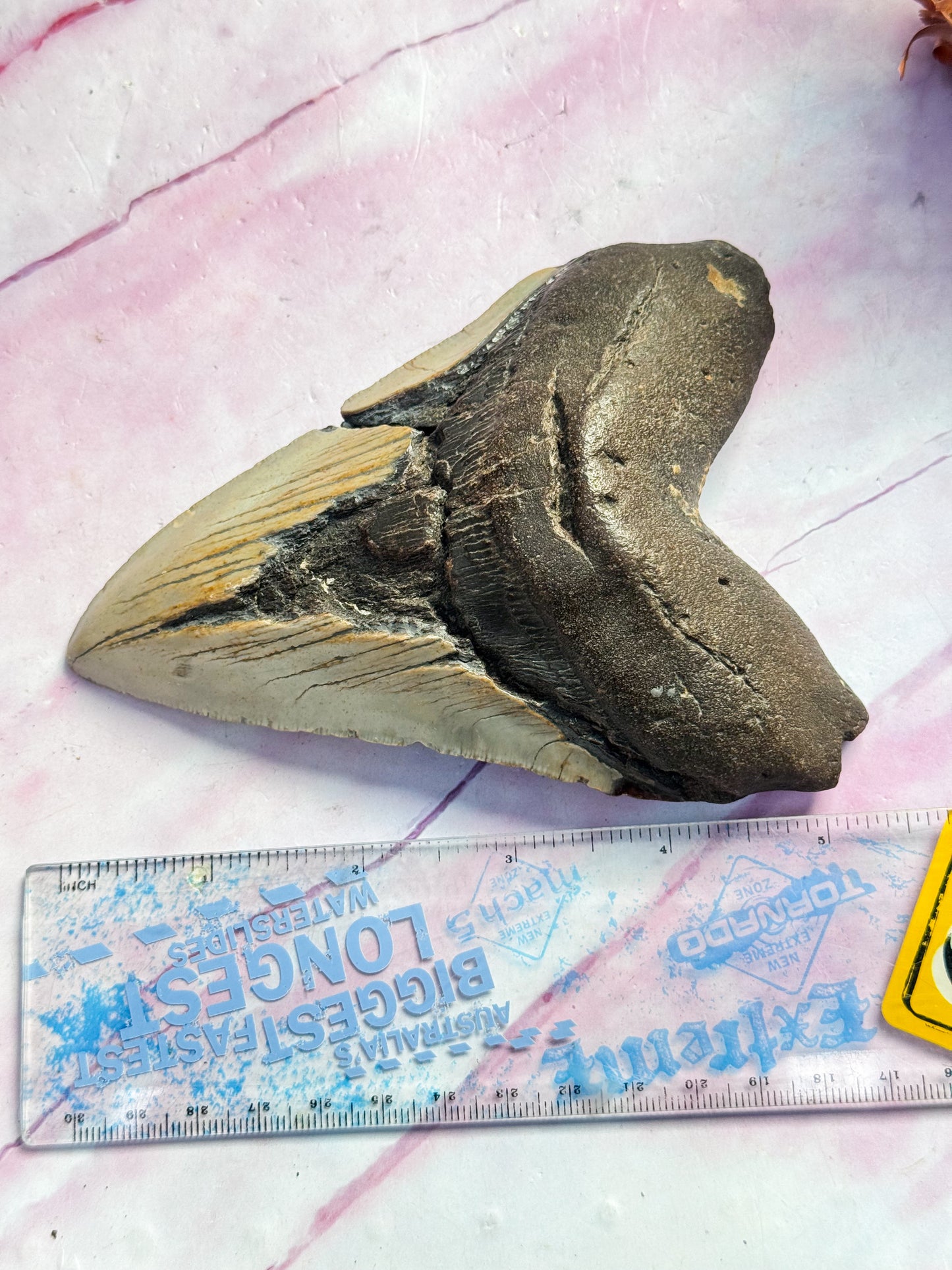 Megalodon Fossil Tooth - W