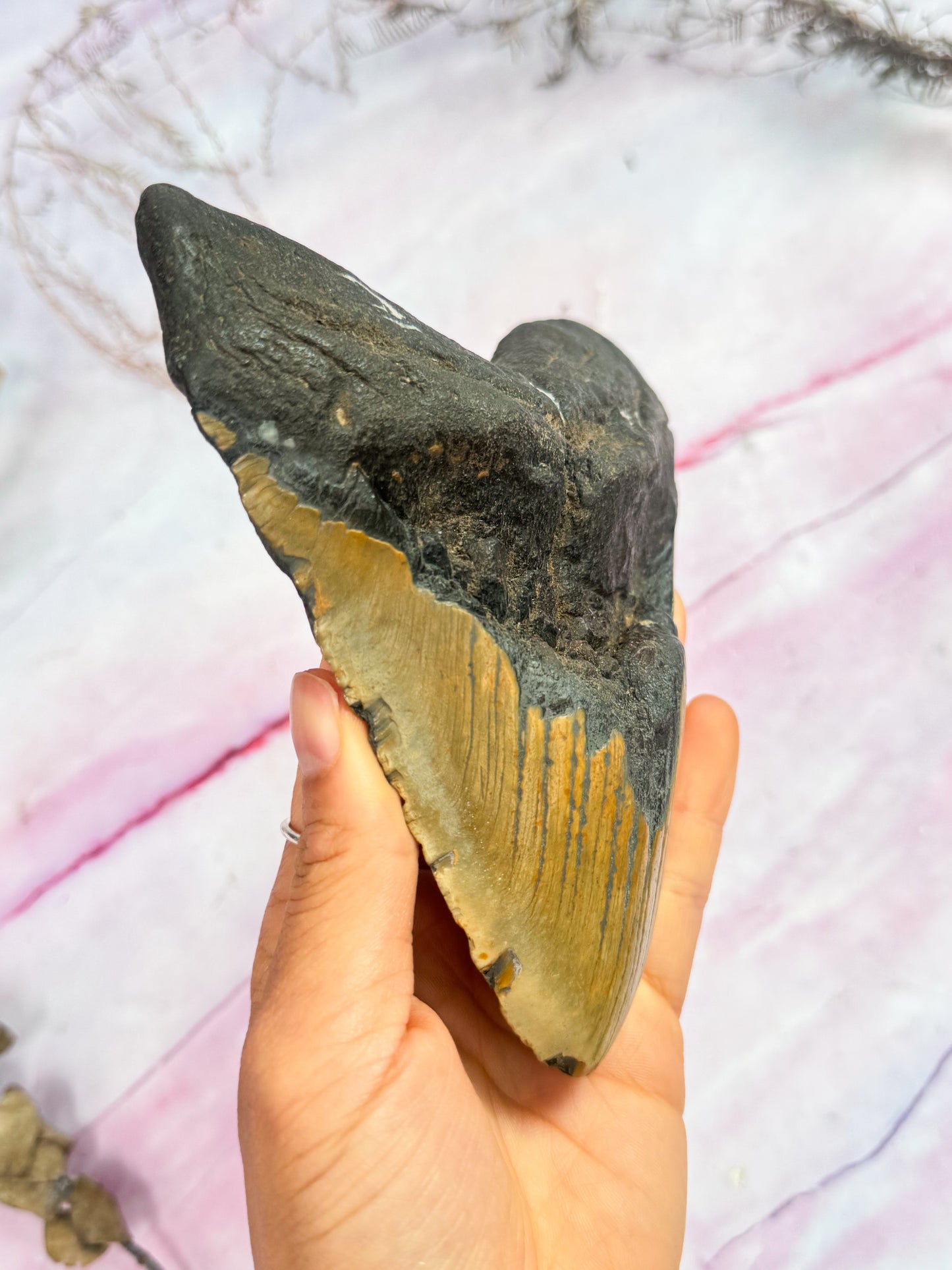 Megalodon Fossil Tooth - Y