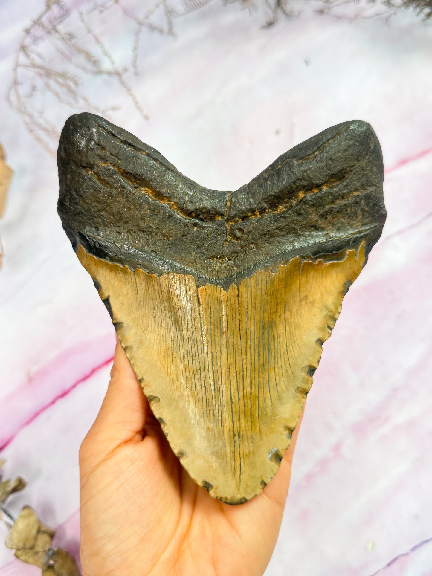 Megalodon Fossil Tooth - Y