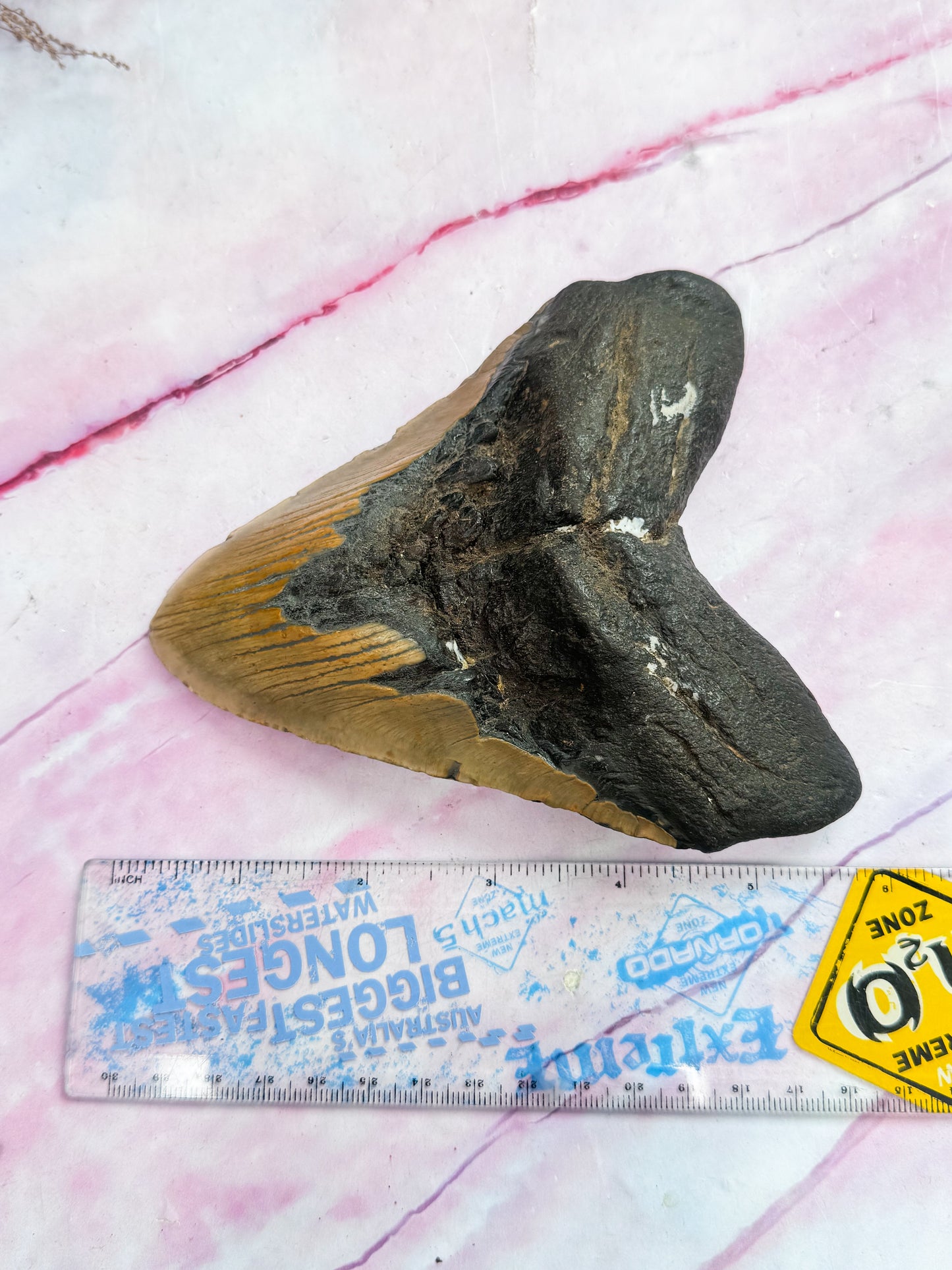 Megalodon Fossil Tooth - Y