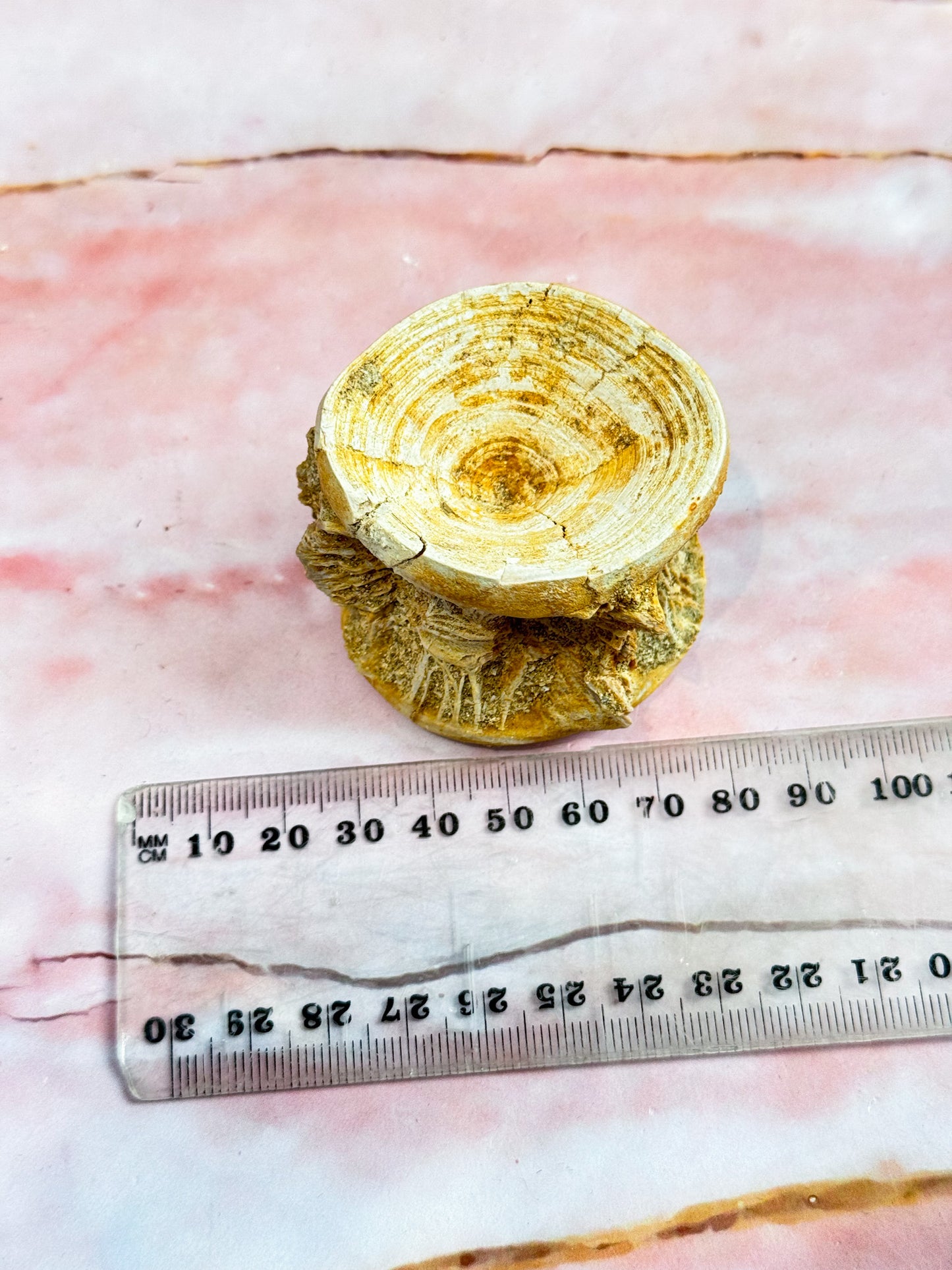 Fish Fossil Vertebrate