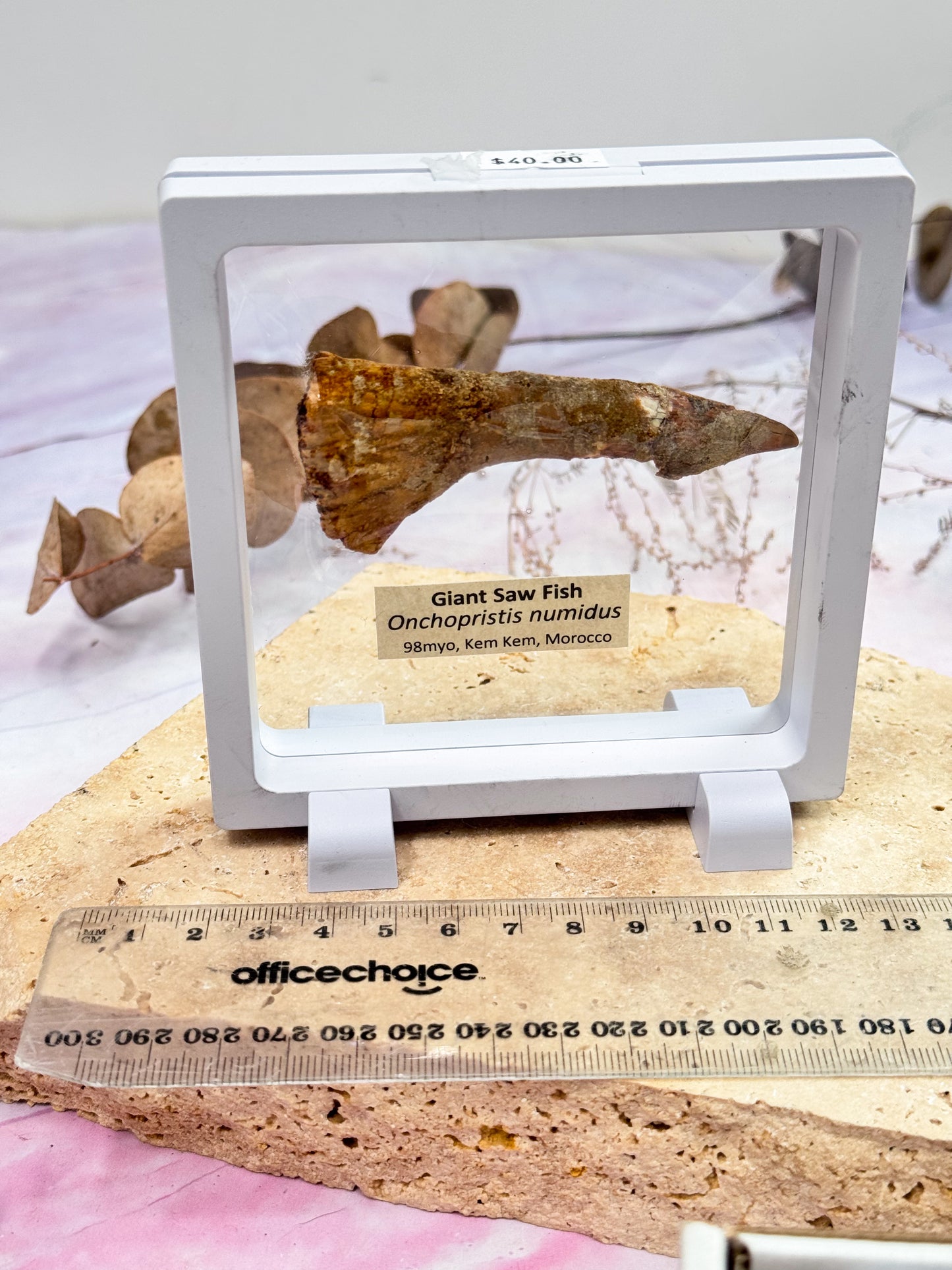 Giant Saw Fish Fossil Tooth