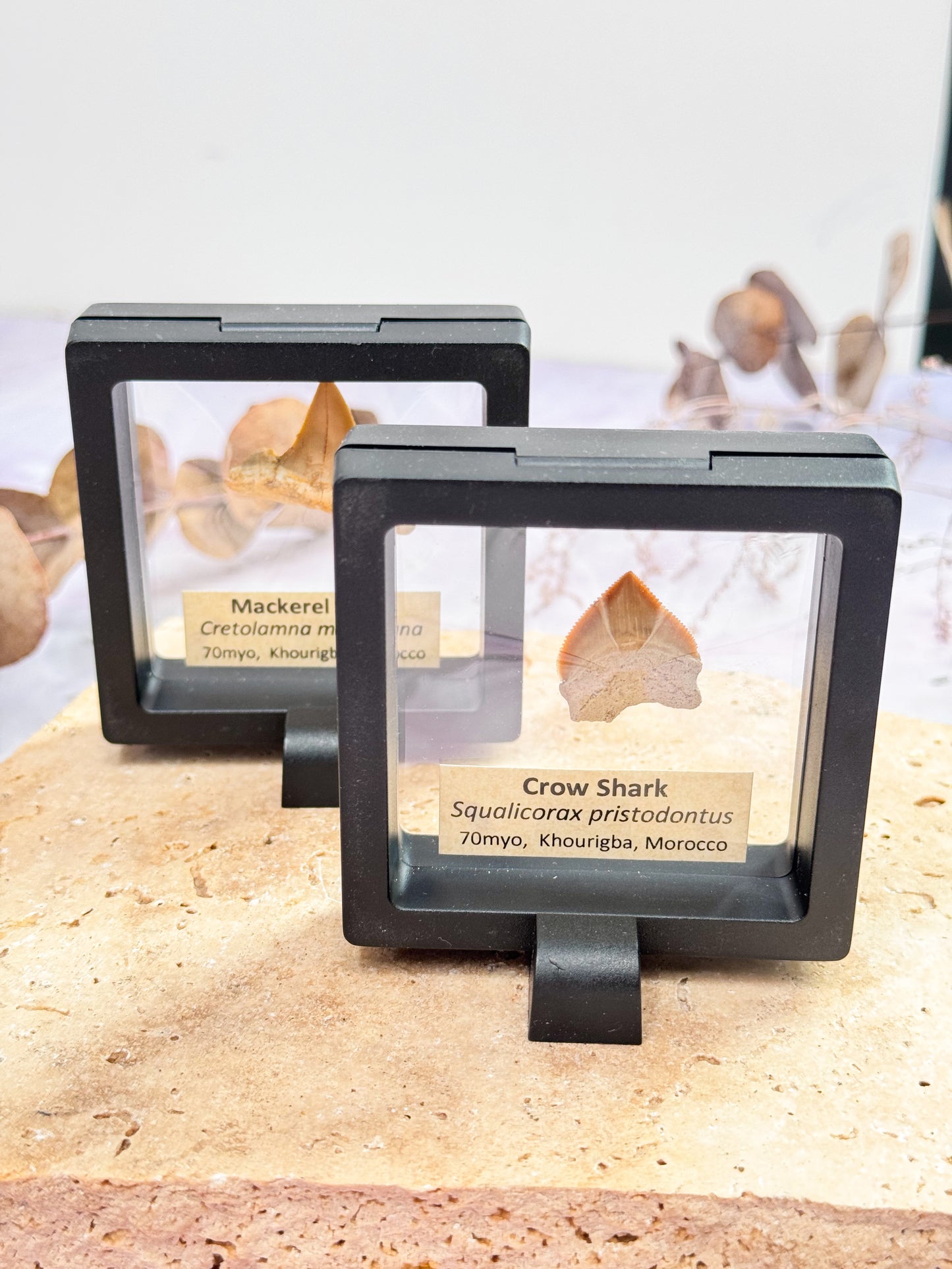 Fossil Shark Teeth in Membrane Cases