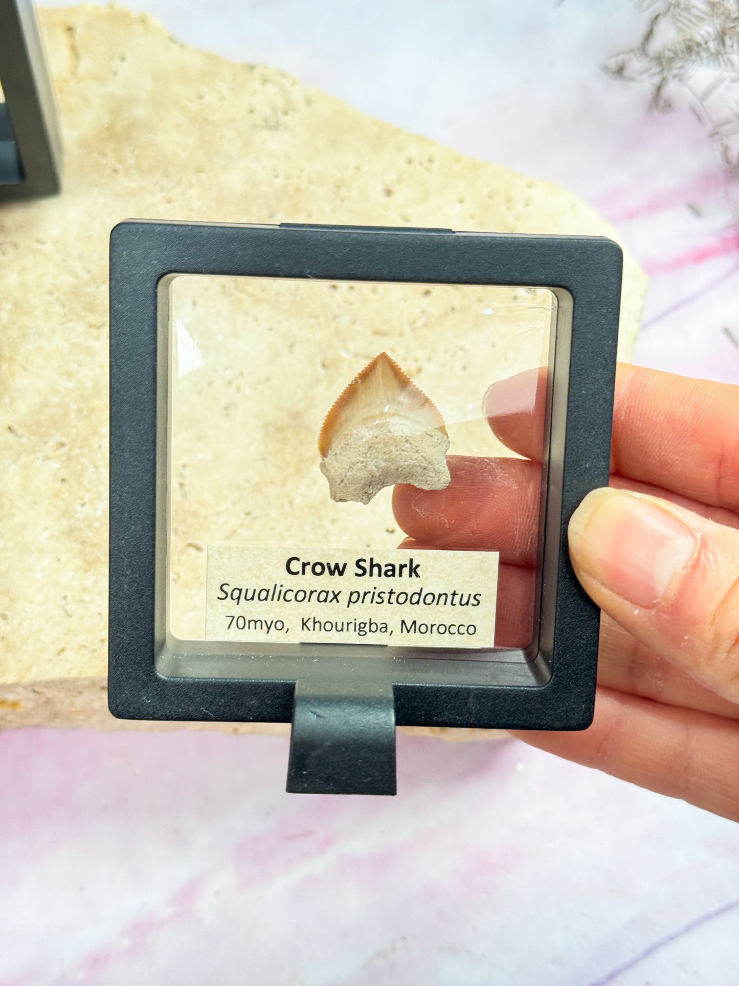 Fossil Shark Teeth in Membrane Cases