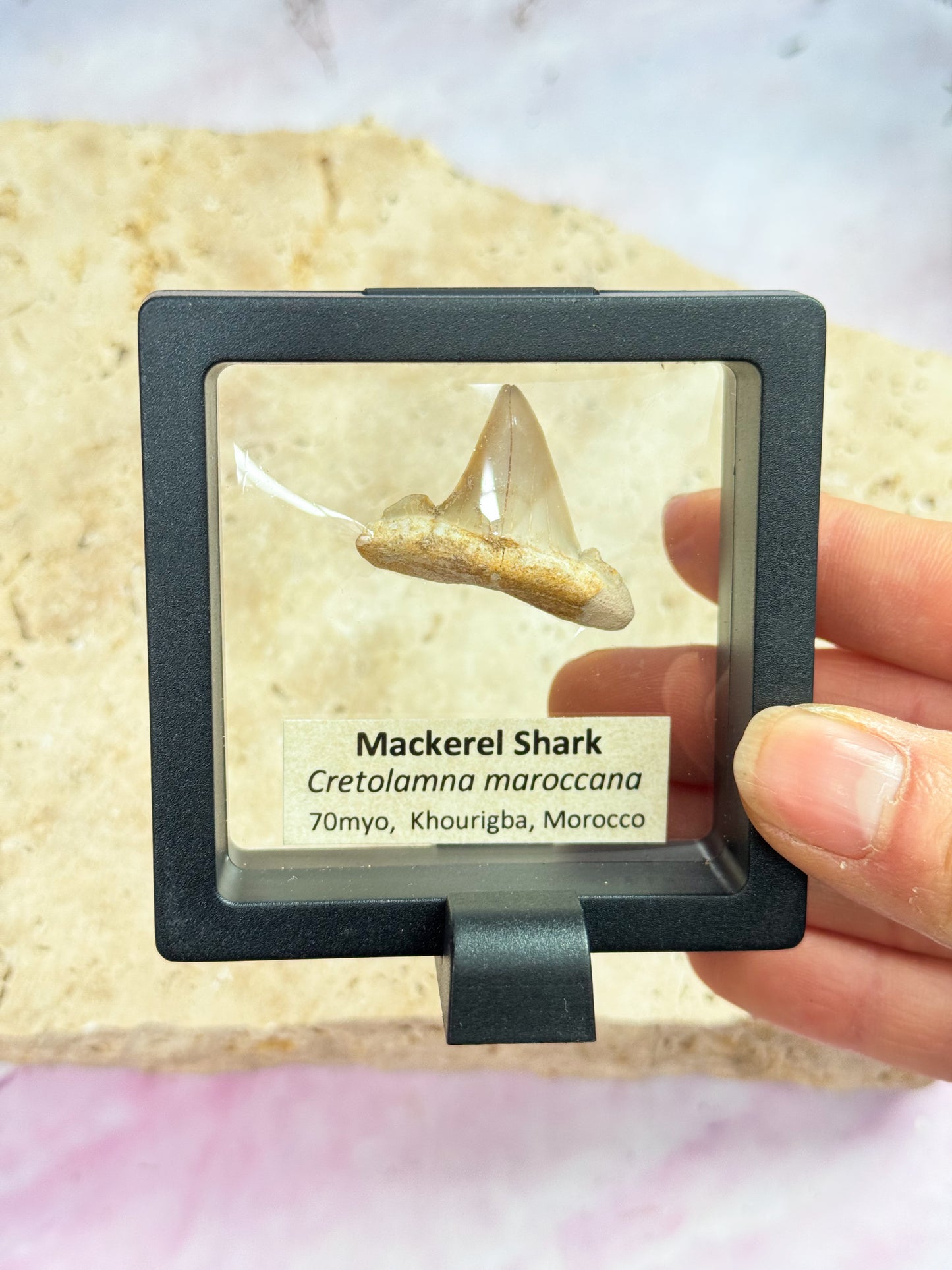 Fossil Shark Teeth in Membrane Cases