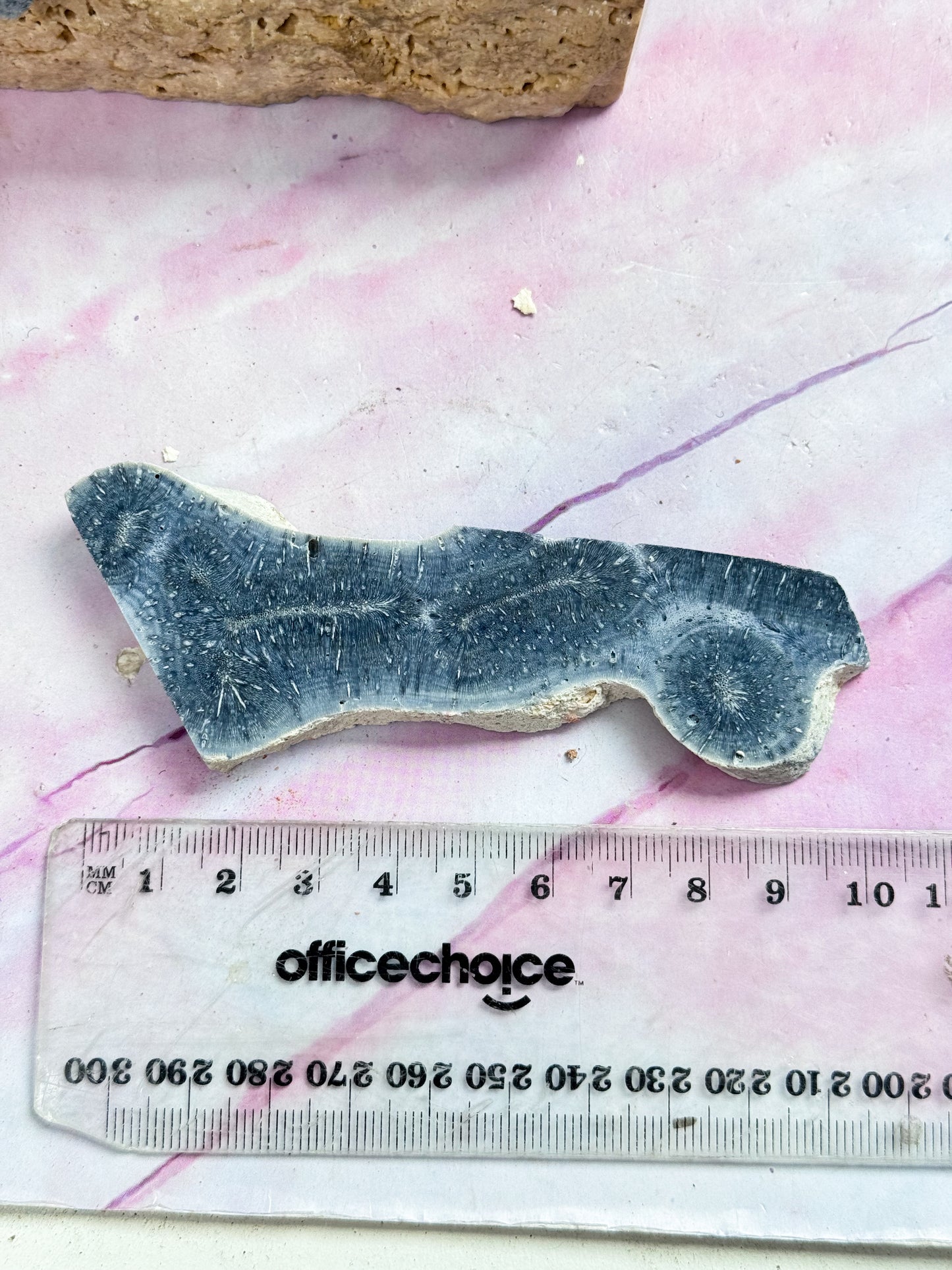 Blue Fossil Coral Slices