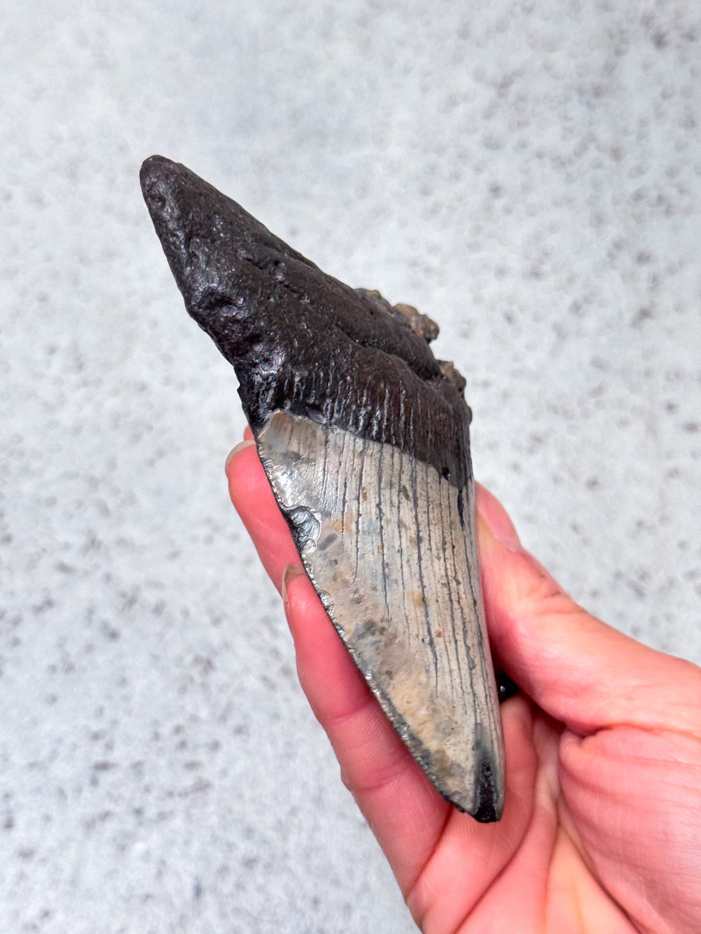Megalodon Fossil Tooth - A1