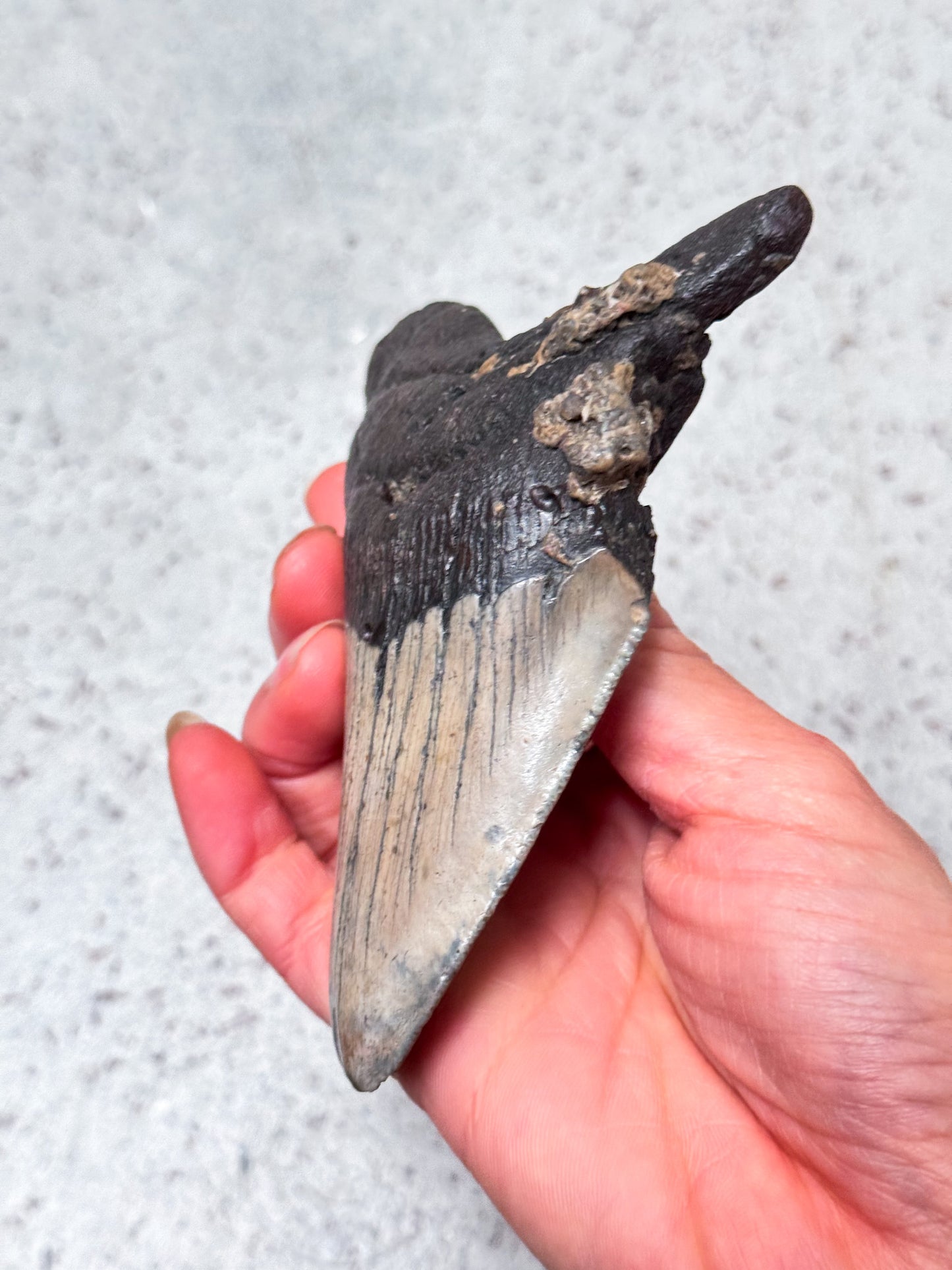 Megalodon Fossil Tooth - A1
