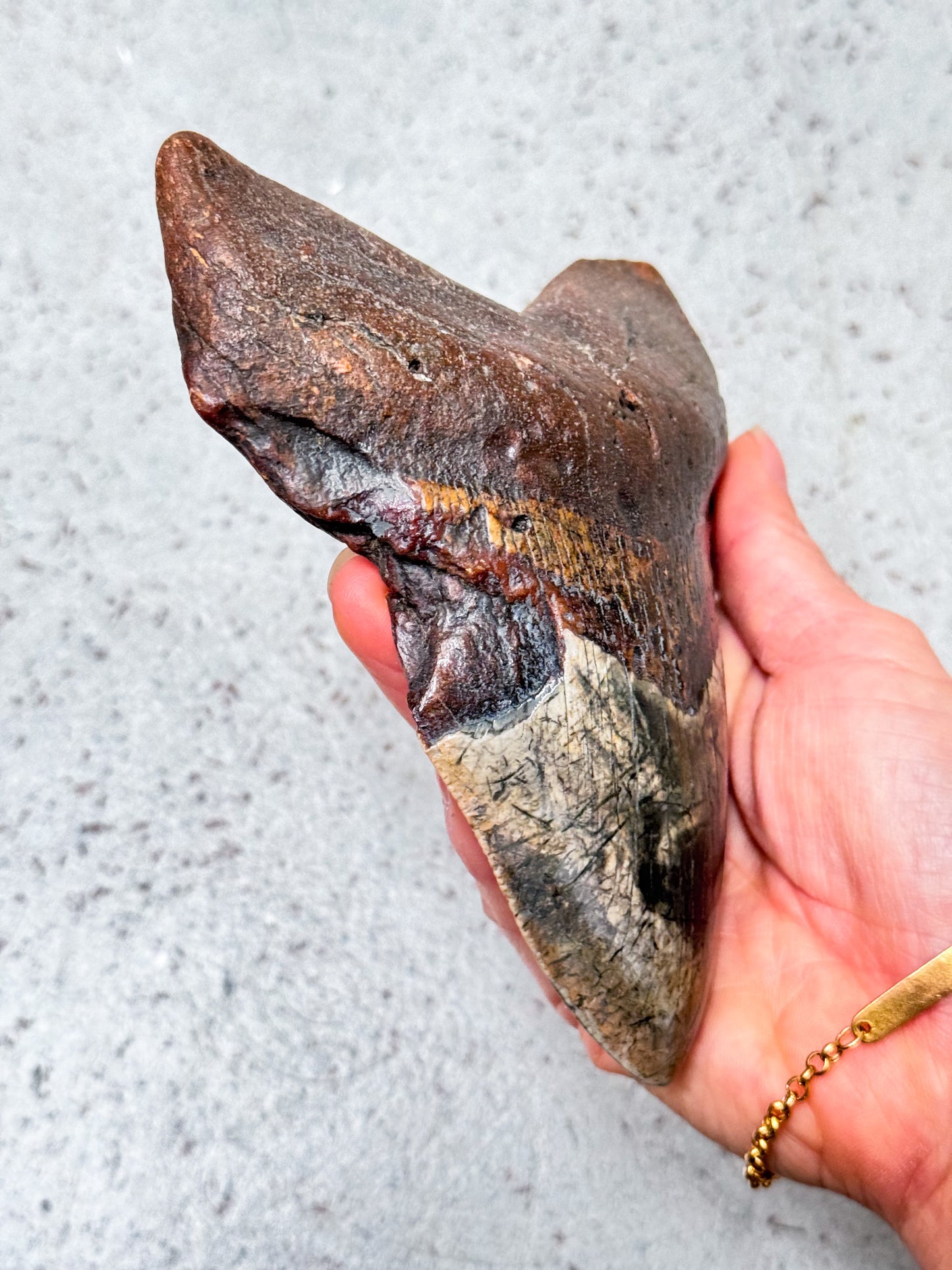 Megalodon Fossil Tooth - A1