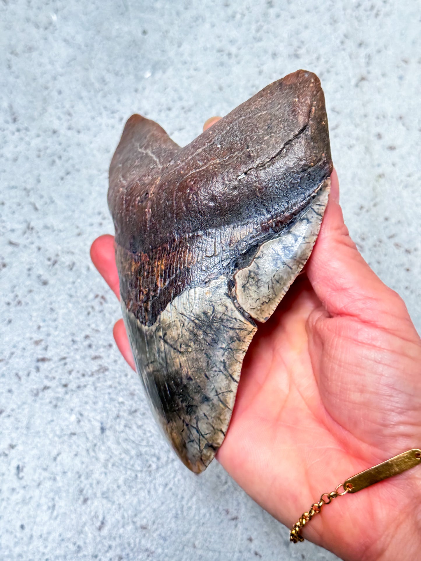 Megalodon Fossil Tooth - A1