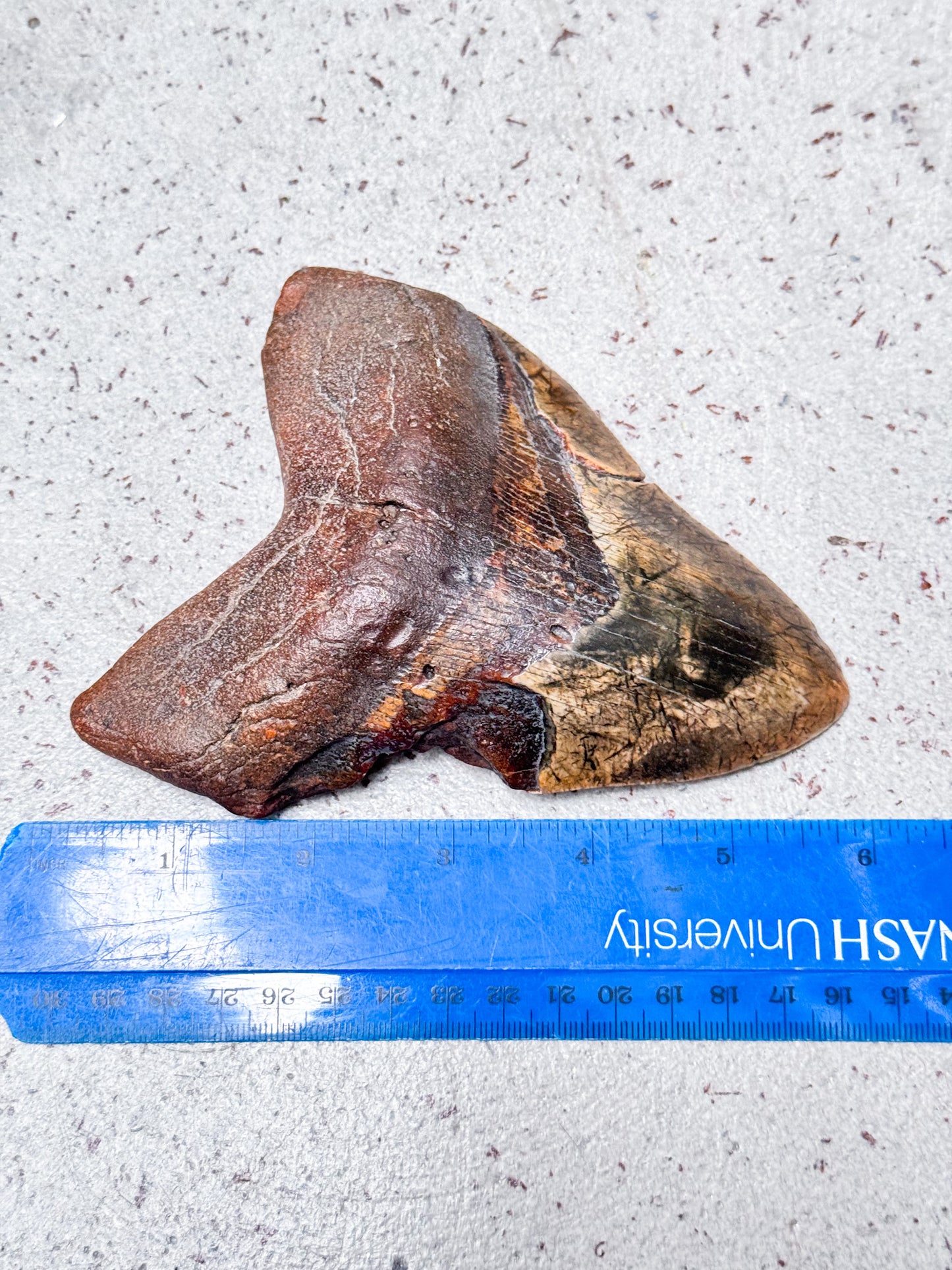 Megalodon Fossil Tooth - A1