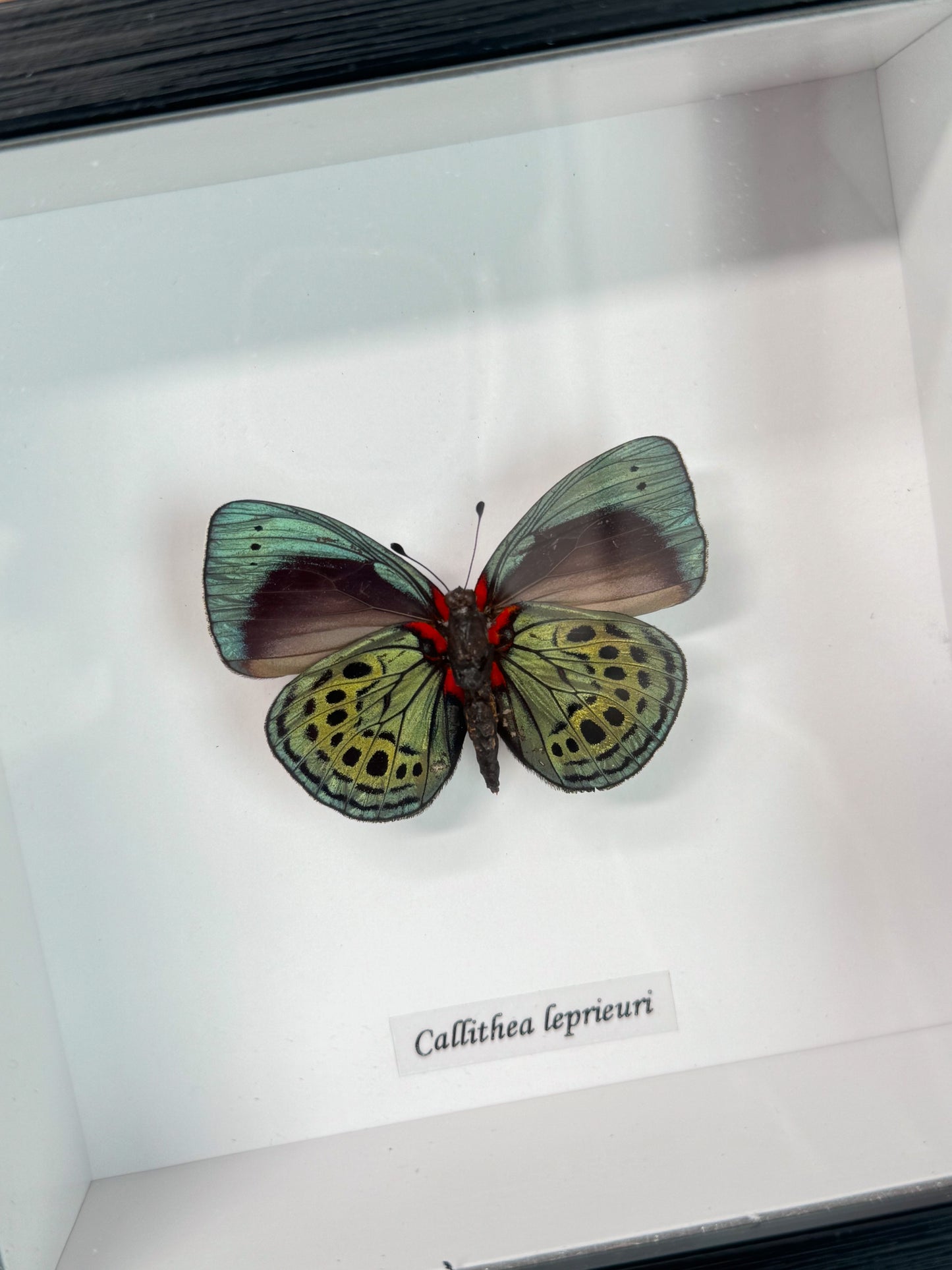 Callithea Leprieuri - Butterfly Specimen