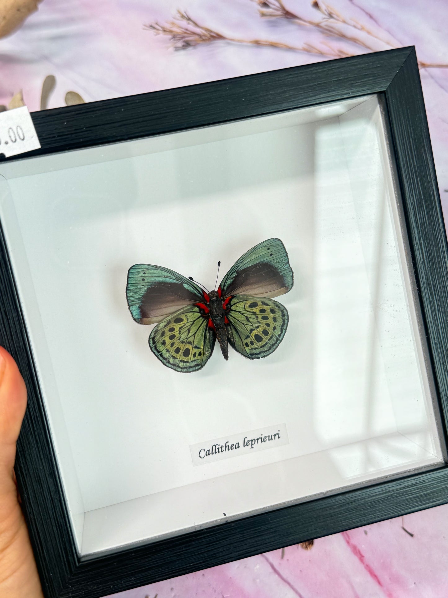 Callithea Leprieuri - Butterfly Specimen