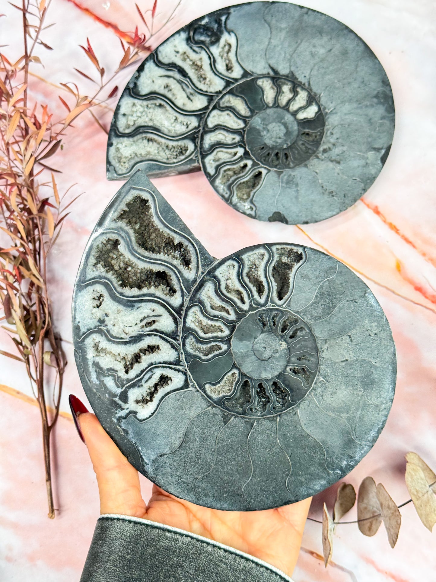 Black Ammonite Pair
