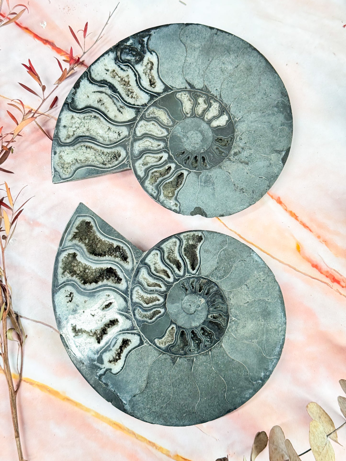 Black Ammonite Pair