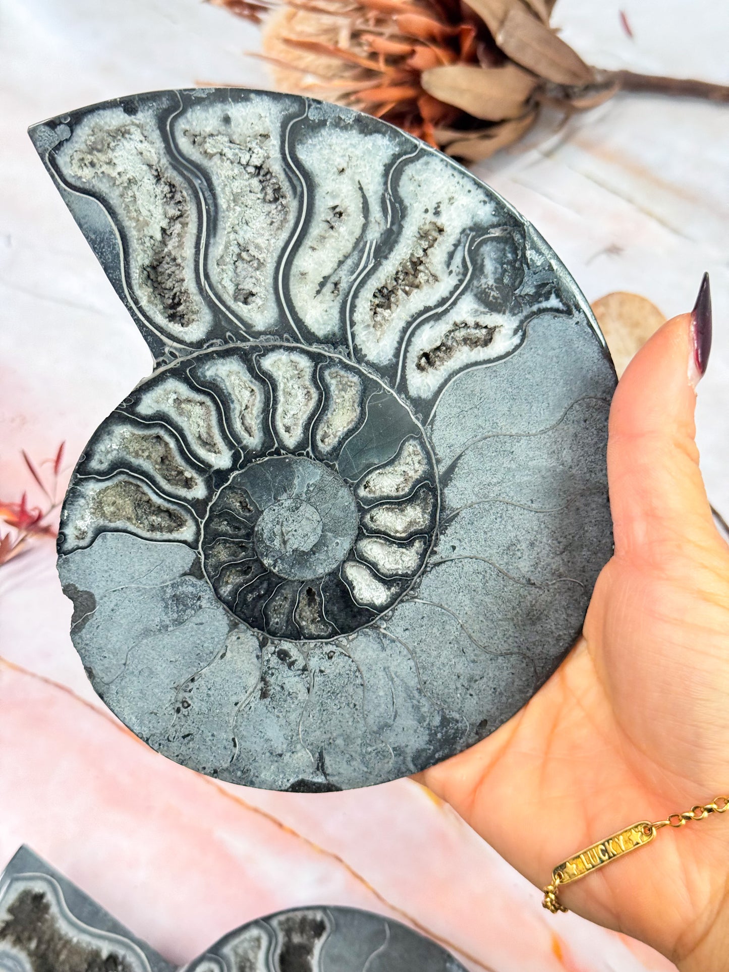 Black Ammonite Pair