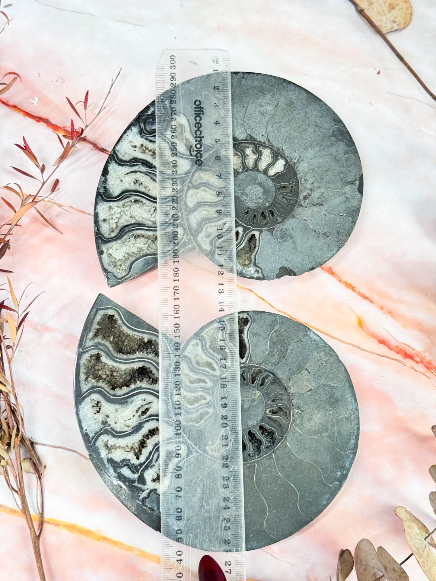 Black Ammonite Pair