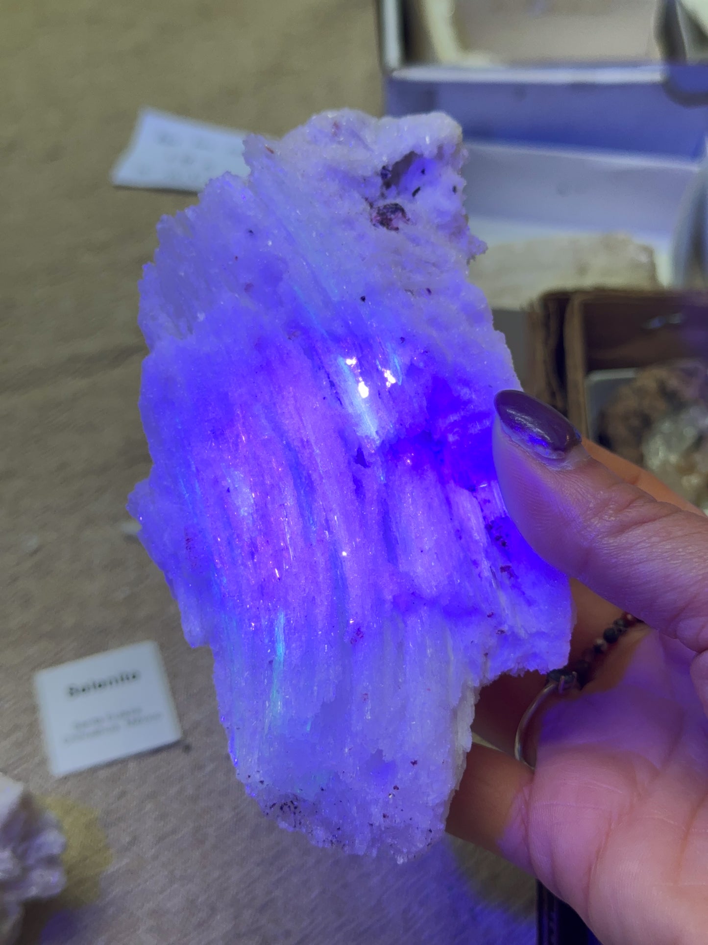 Wave Rams Horn Selenite