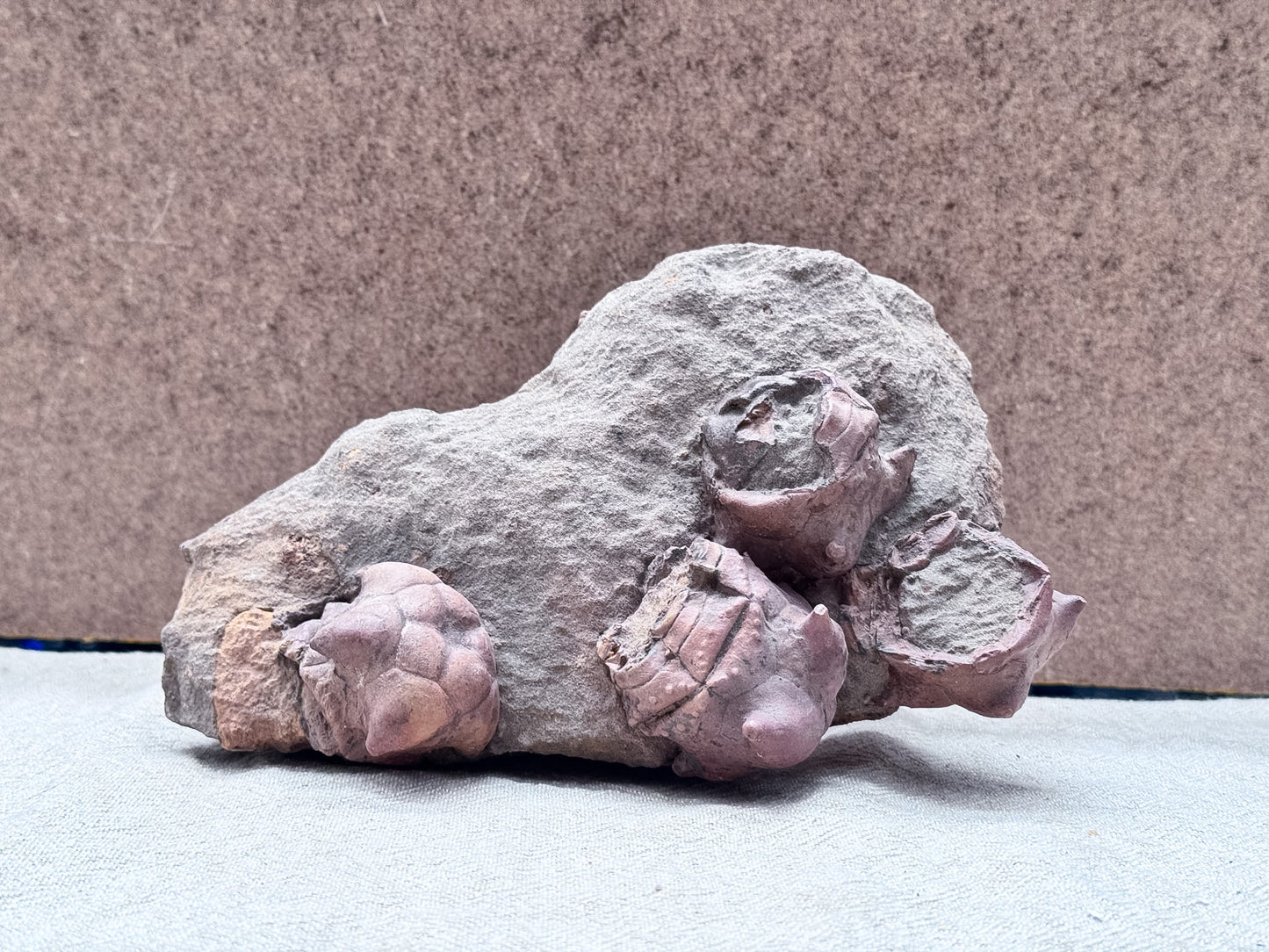Crinoid Fossil