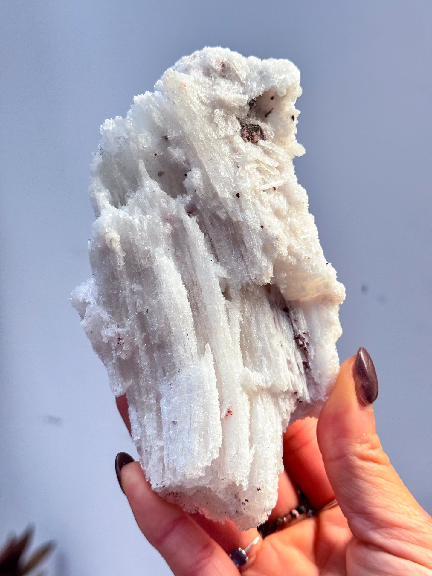 Wave Rams Horn Selenite