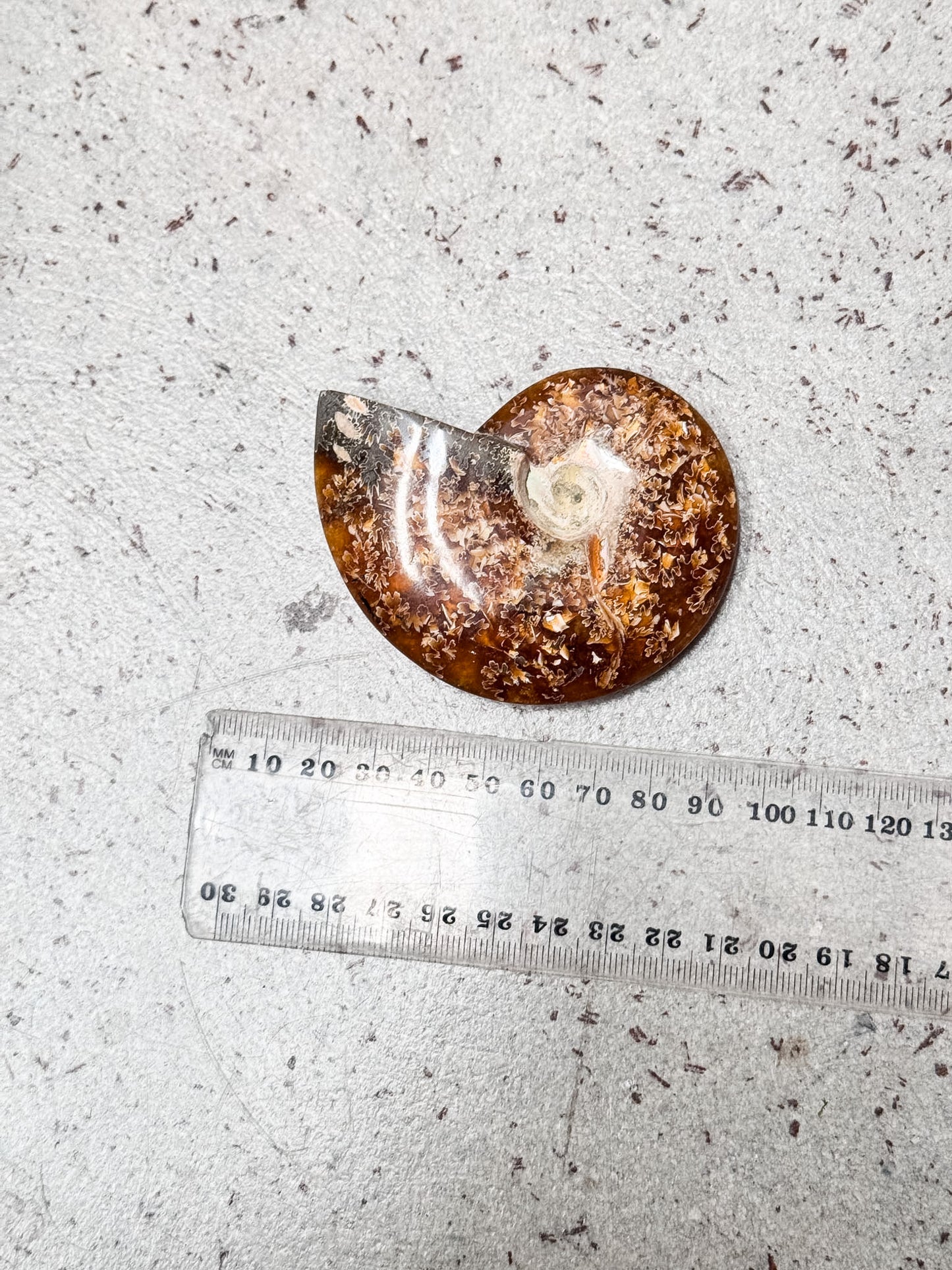 Ammonite Fossil