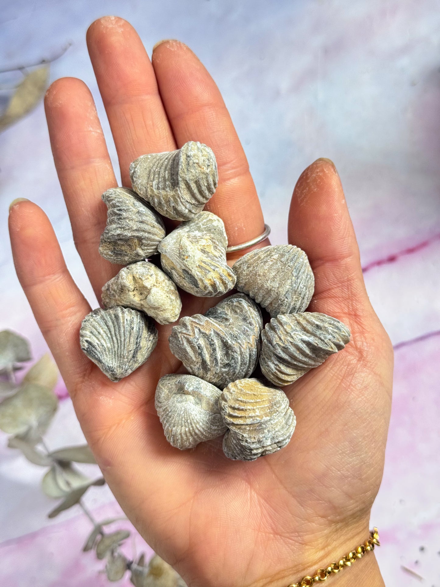 Brachiopod Fossils