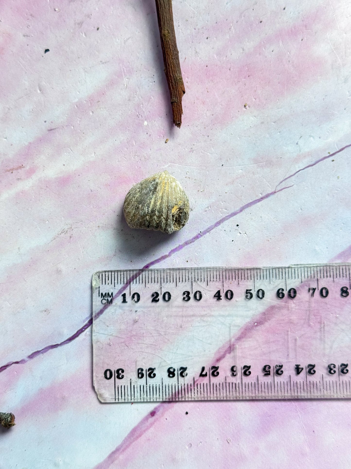 Brachiopod Fossils