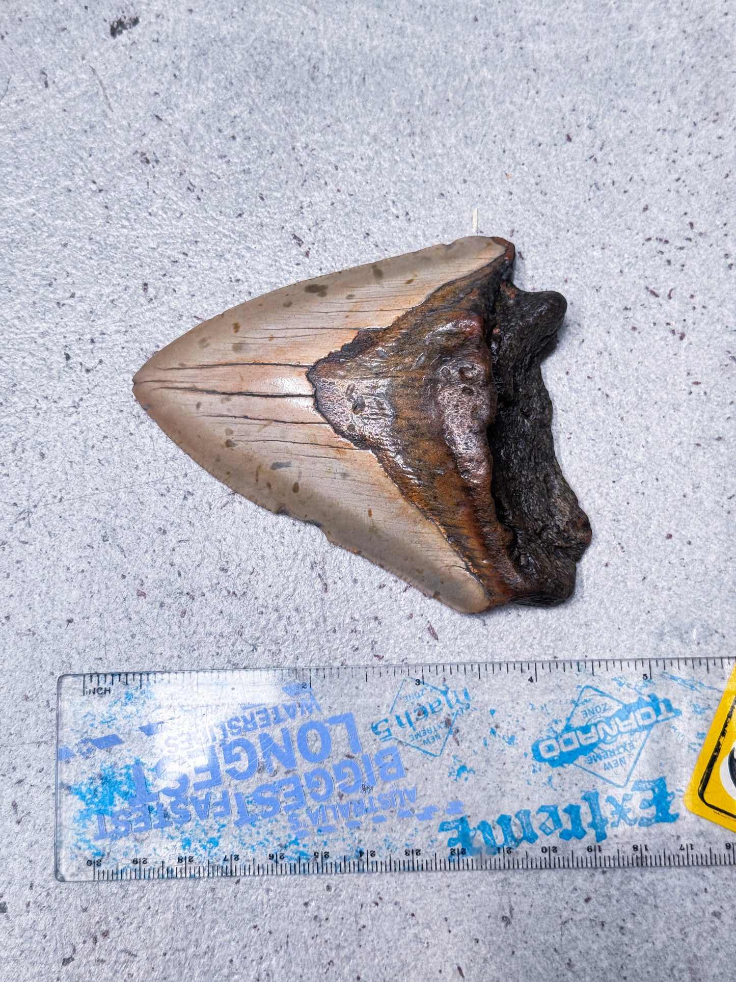Megalodon Fossil Tooth - K