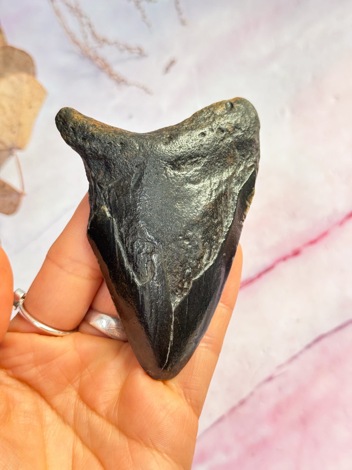 Megalodon Fossil Tooth - R