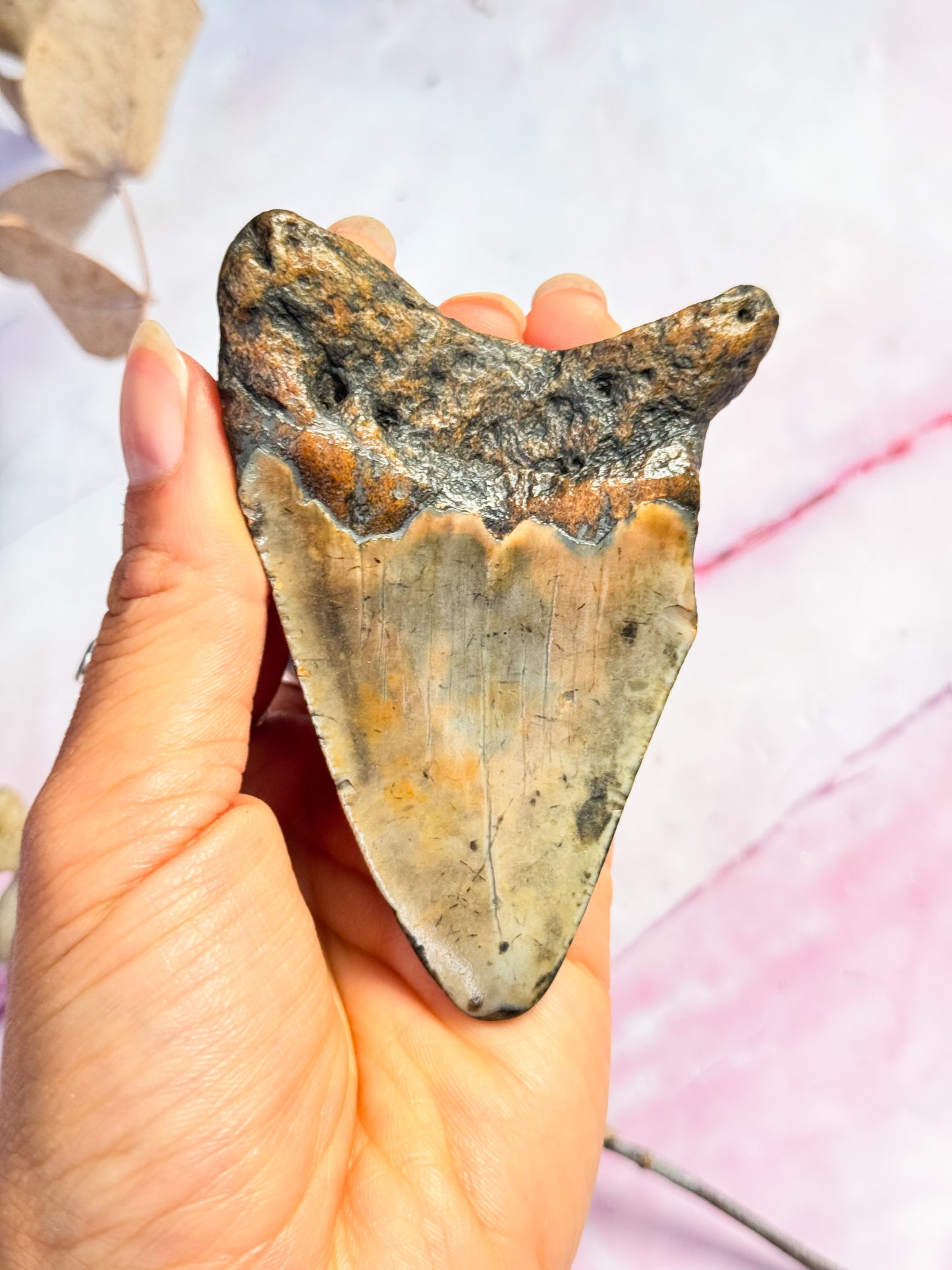 Megalodon Fossil Tooth - R
