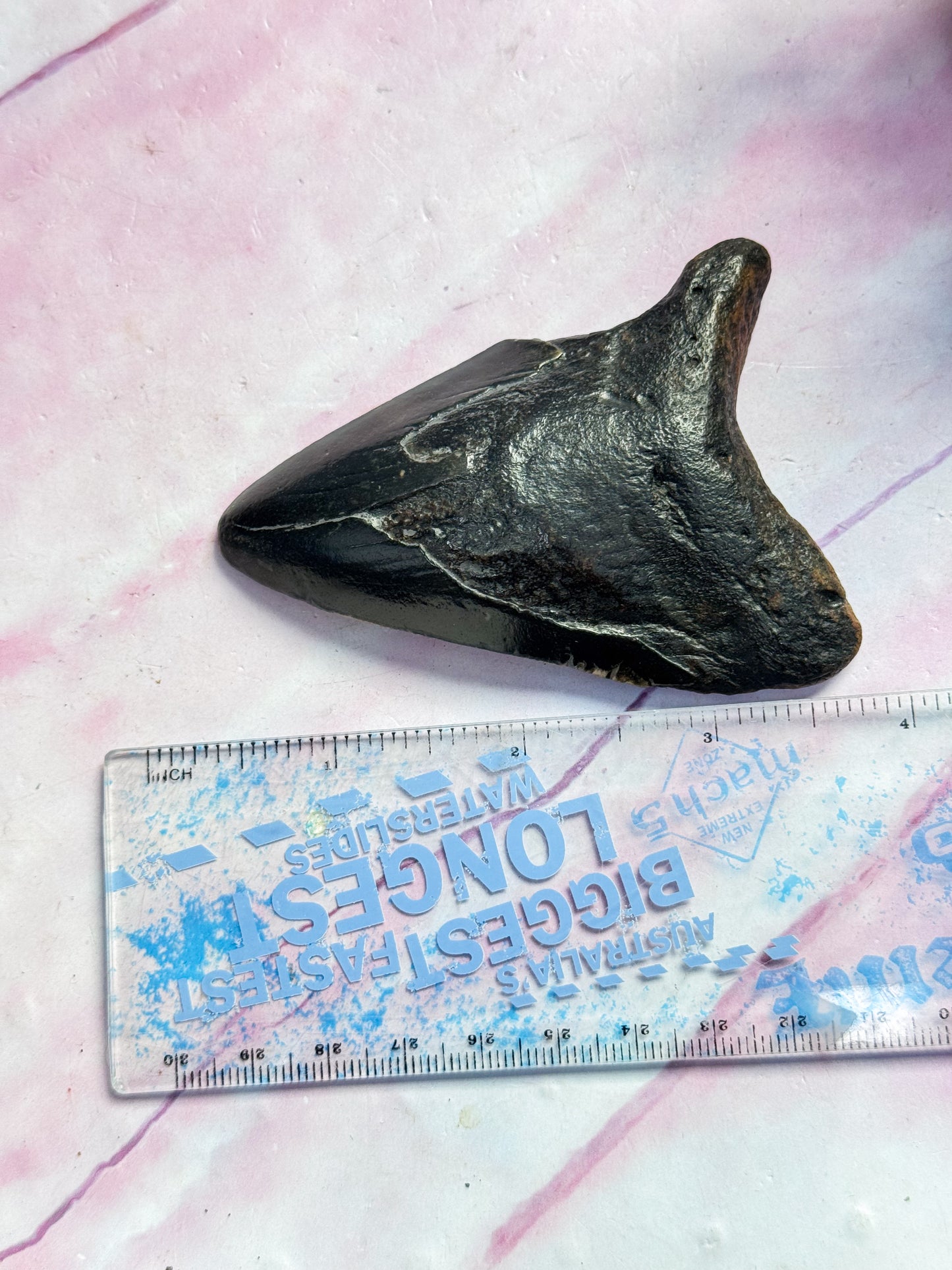 Megalodon Fossil Tooth - R
