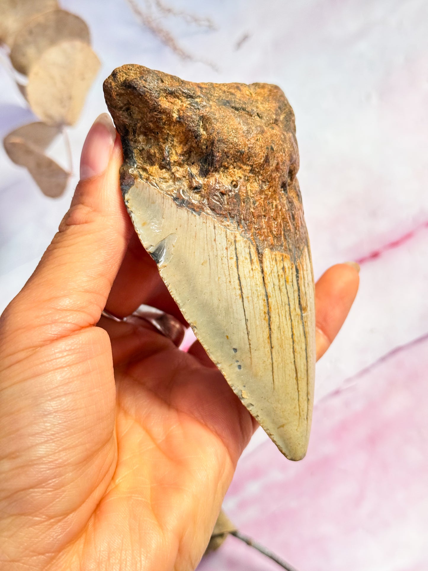 Megalodon Fossil Tooth - U