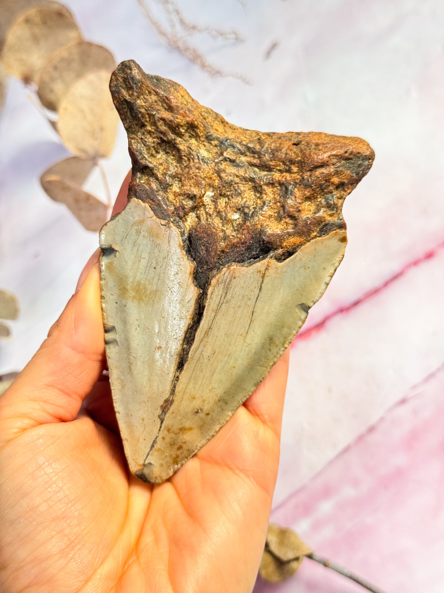Megalodon Fossil Tooth - U