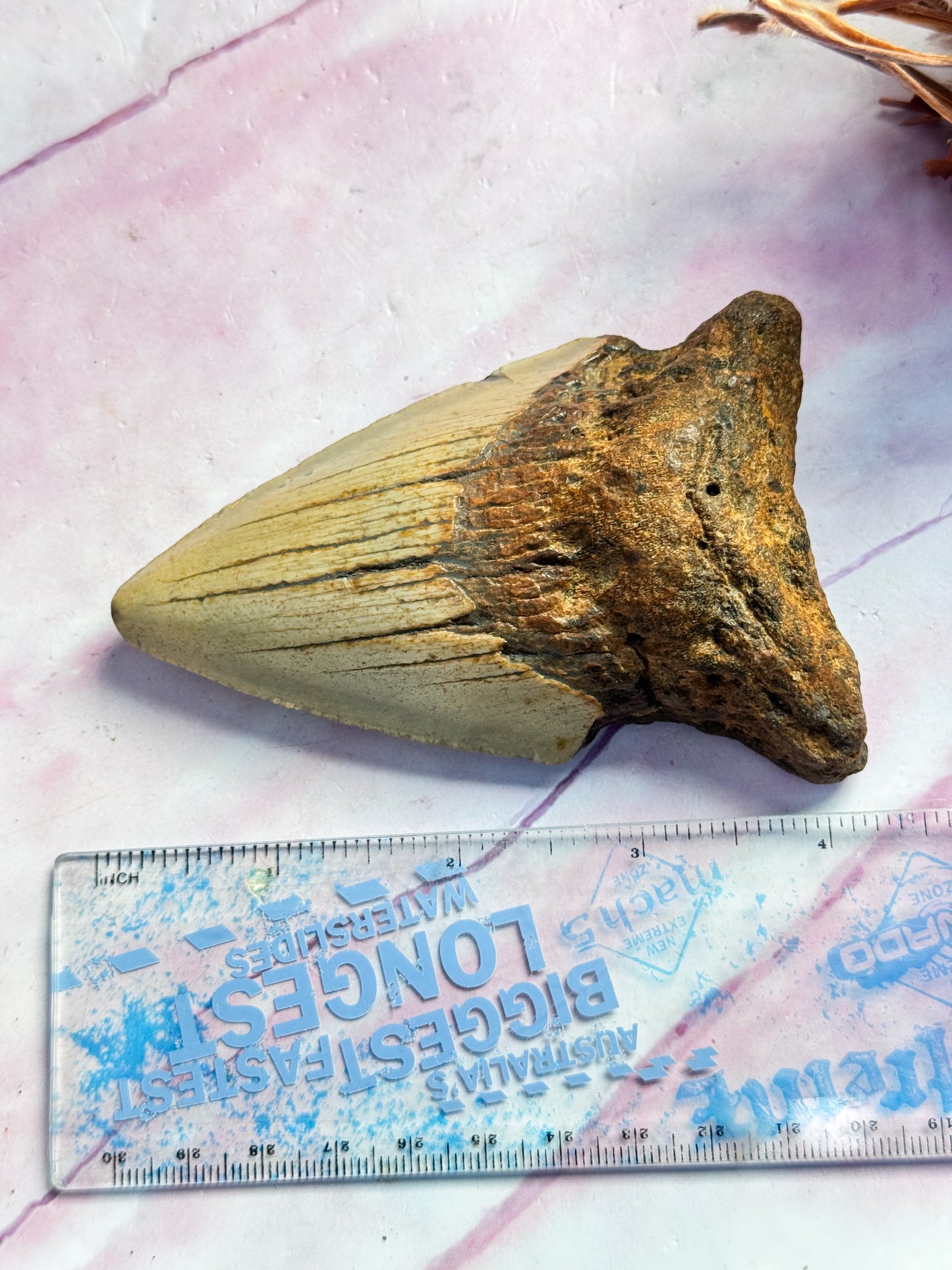 Megalodon Fossil Tooth - U