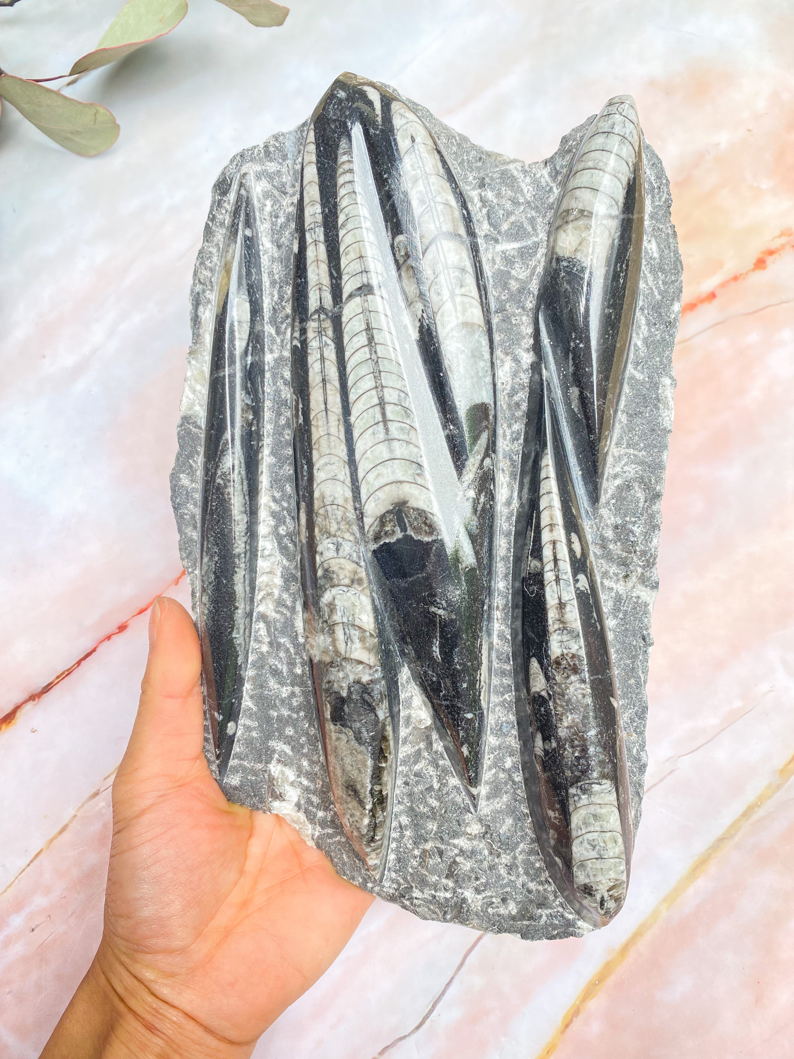 Shop Fossils | Rocks and Soul