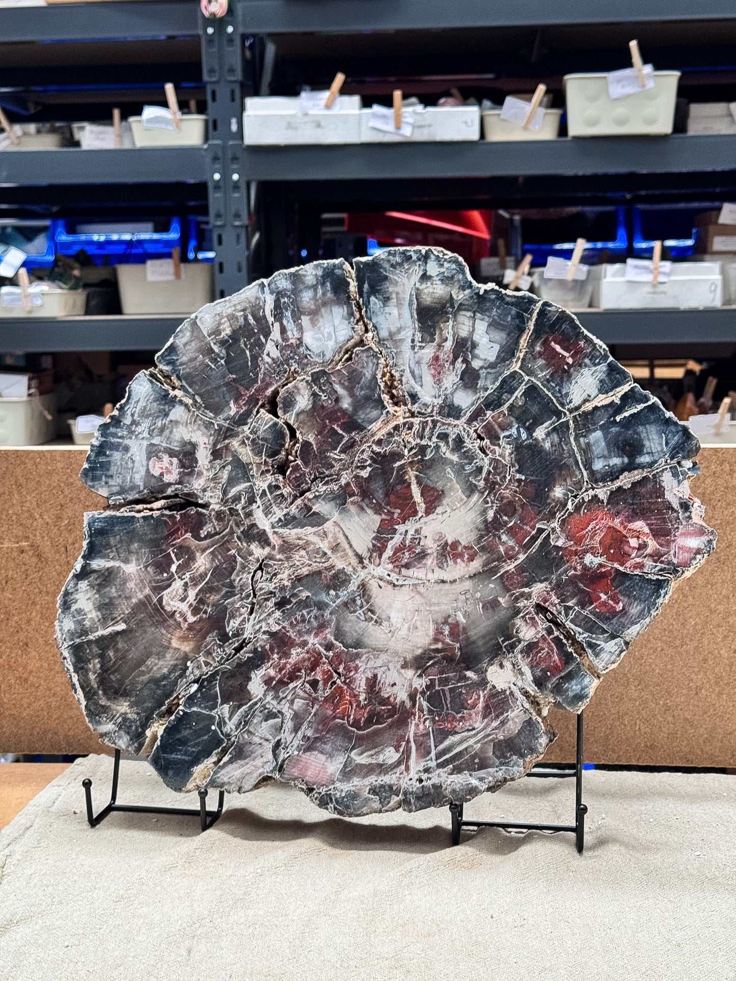 Large Petrified Wood Slice