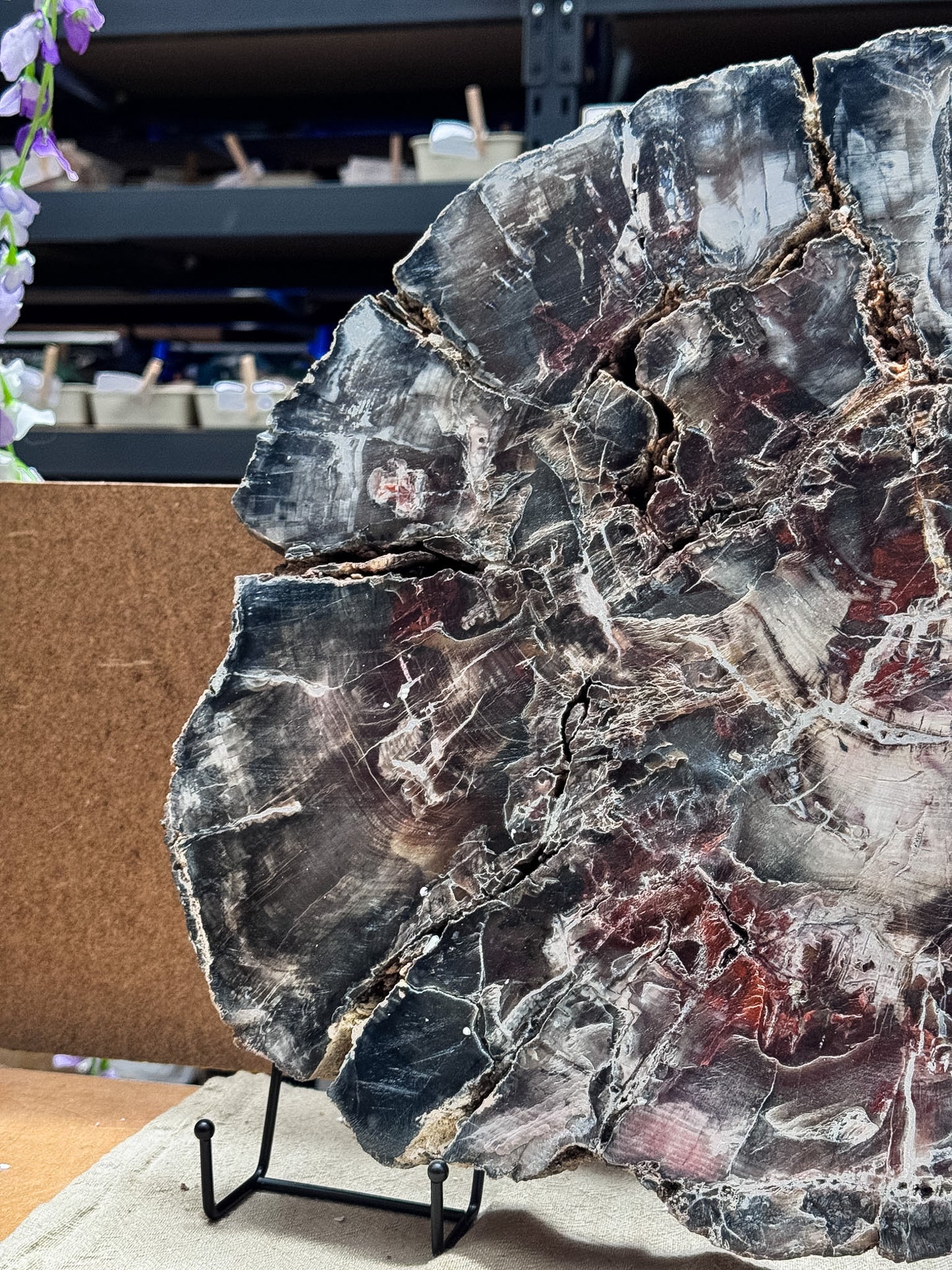 Large Petrified Wood Slice
