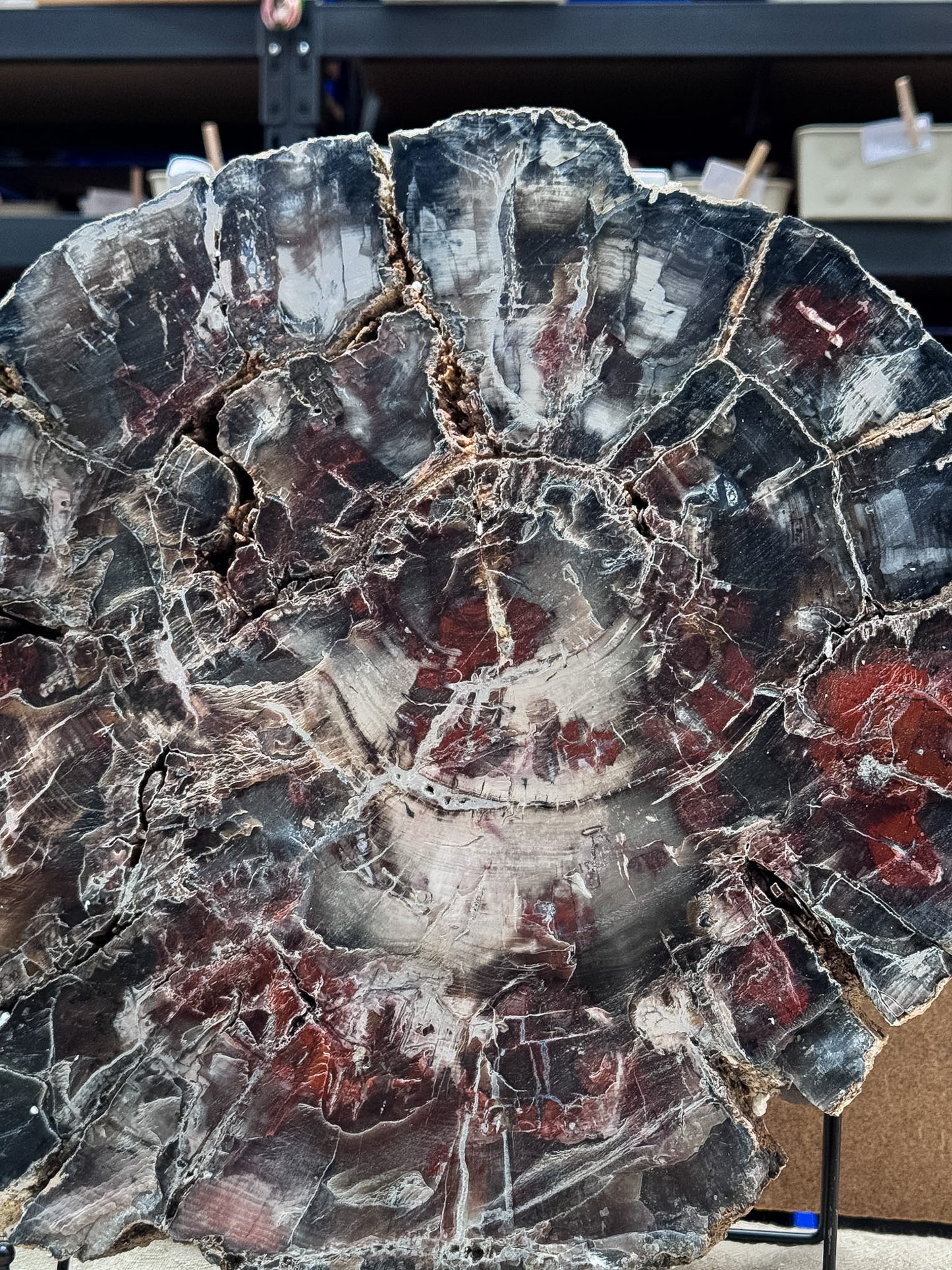 Large Petrified Wood Slice