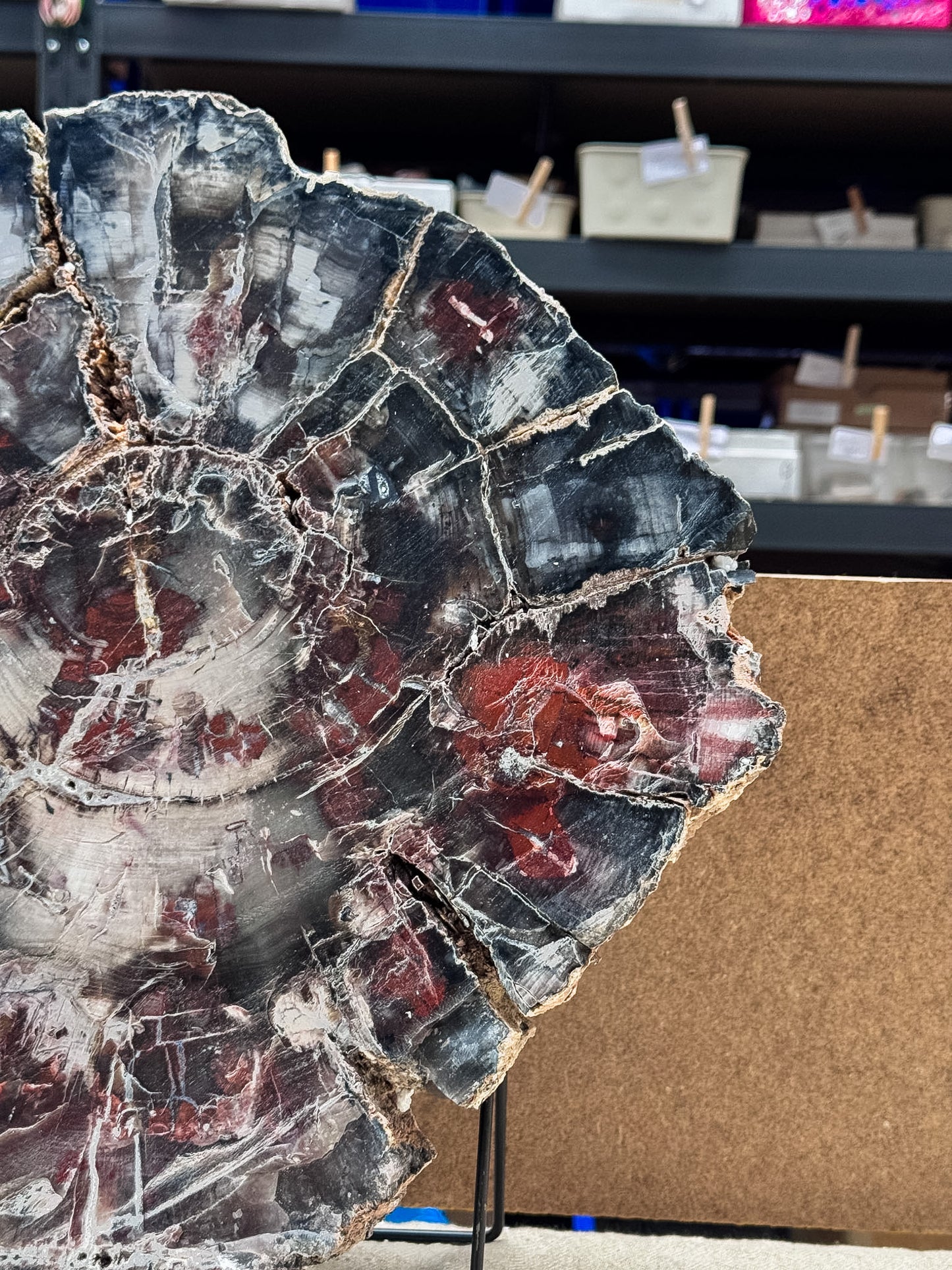 Large Petrified Wood Slice