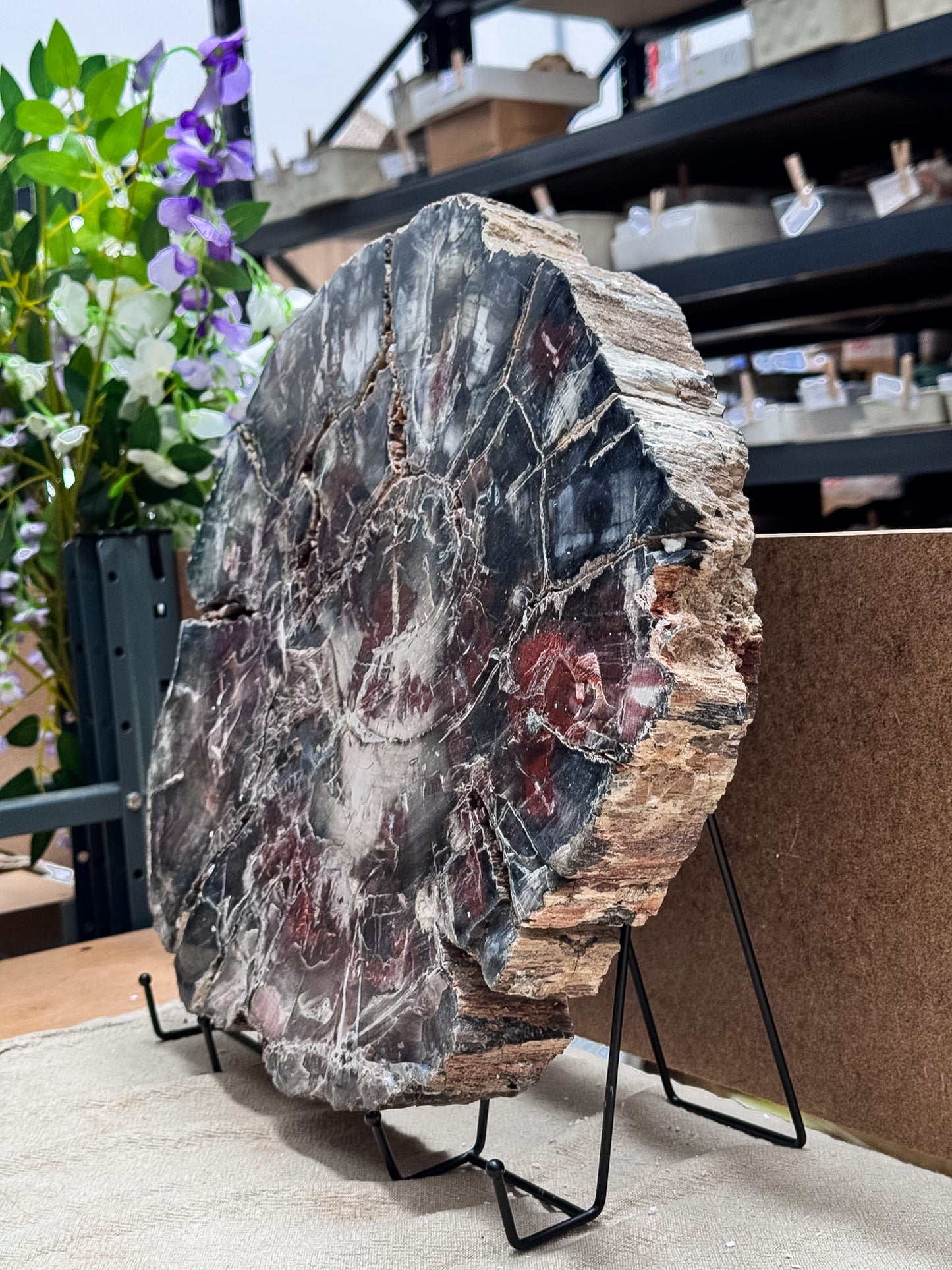 Large Petrified Wood Slice