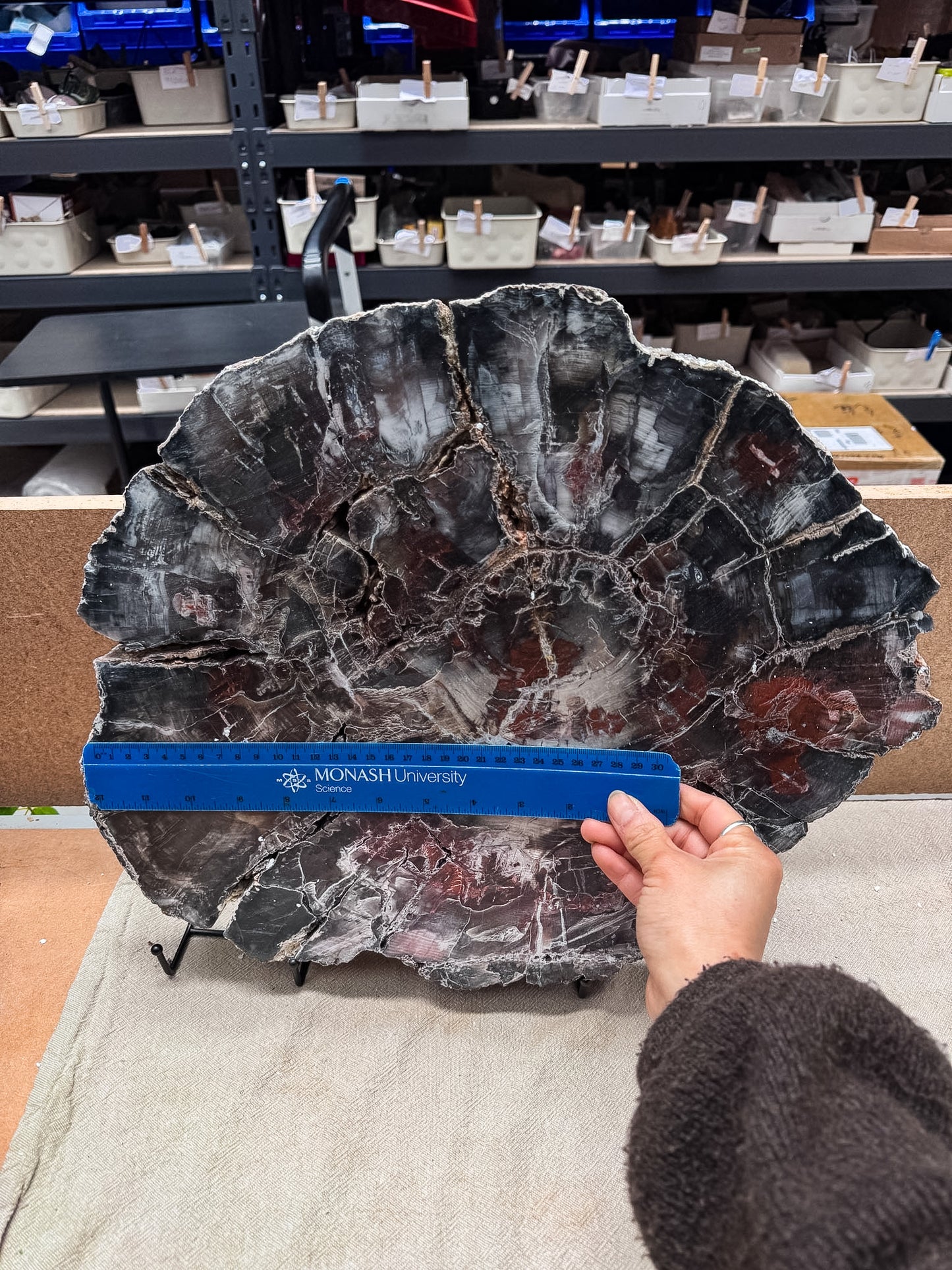 Large Petrified Wood Slice