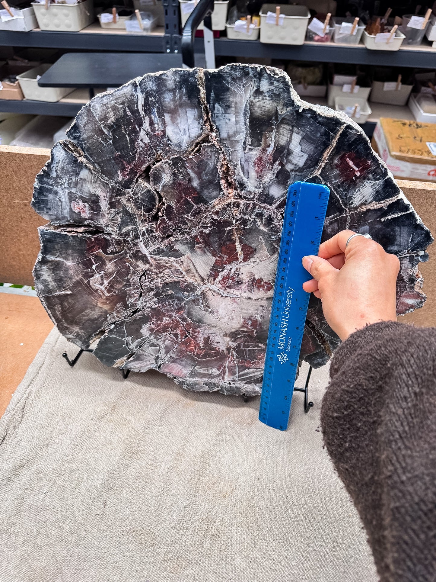 Large Petrified Wood Slice