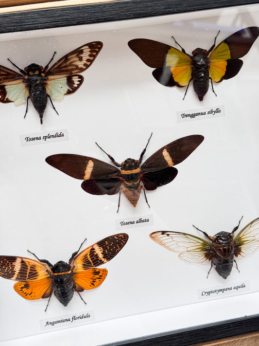 Multi-Mounted Cicada Specimens