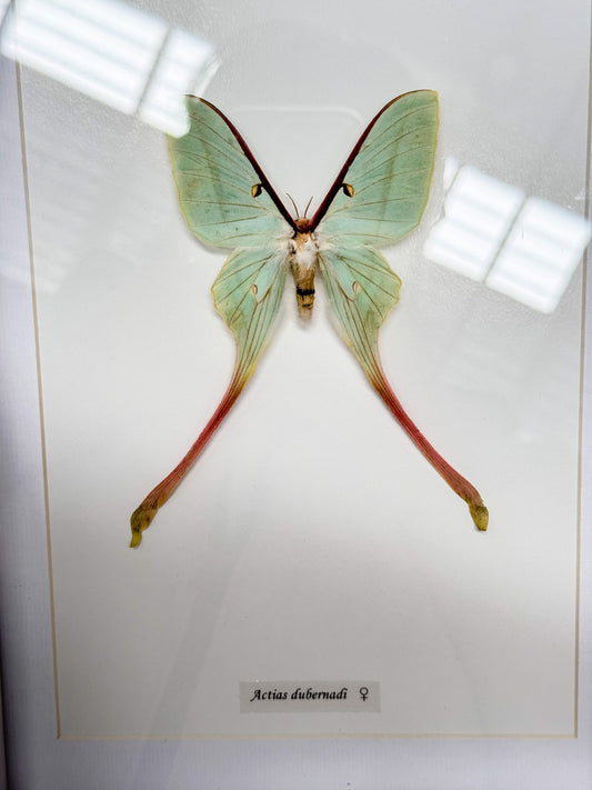 Chinese Lunar Moth Mounted Specimen