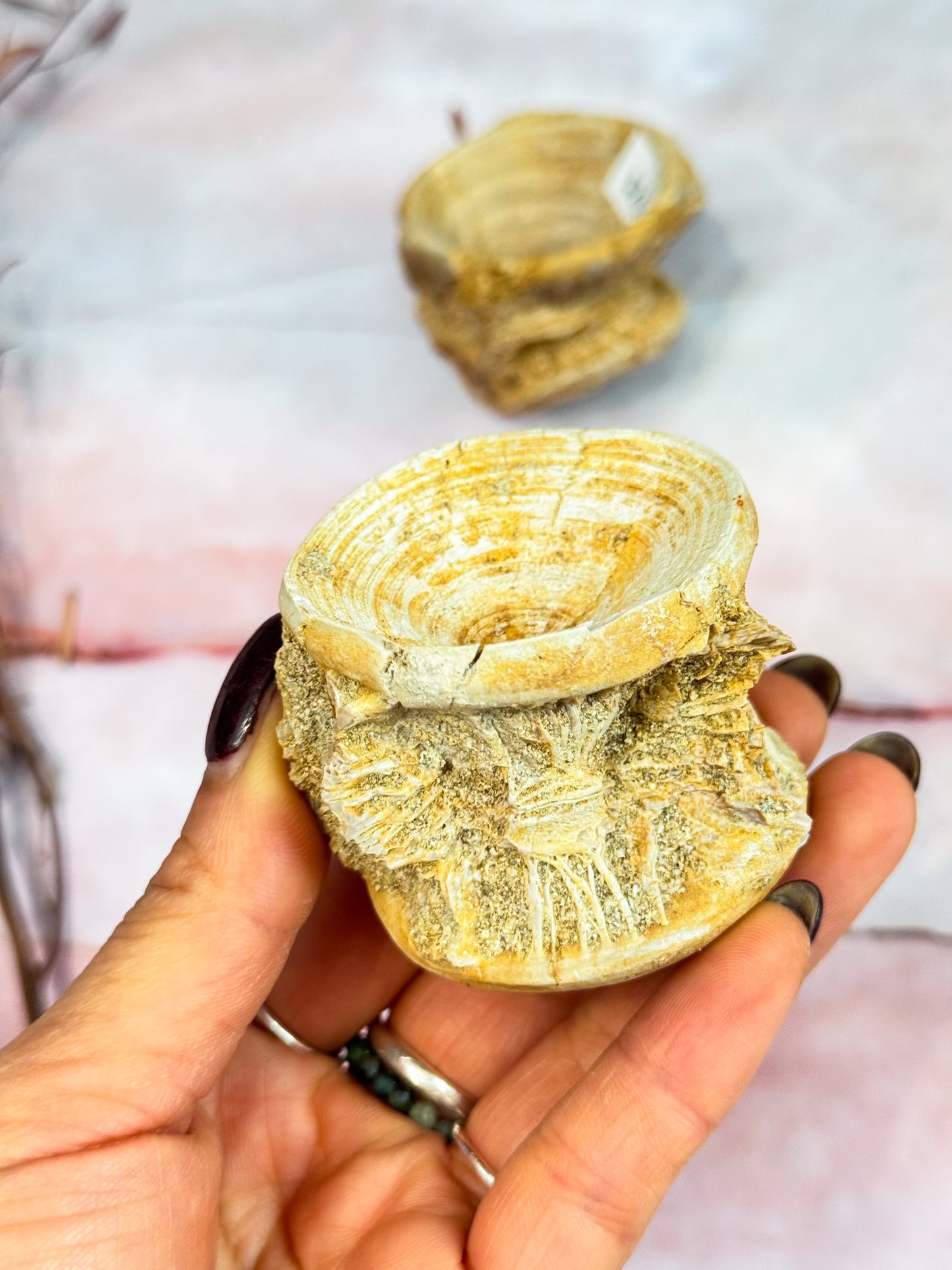 Fish Fossil Vertebrate