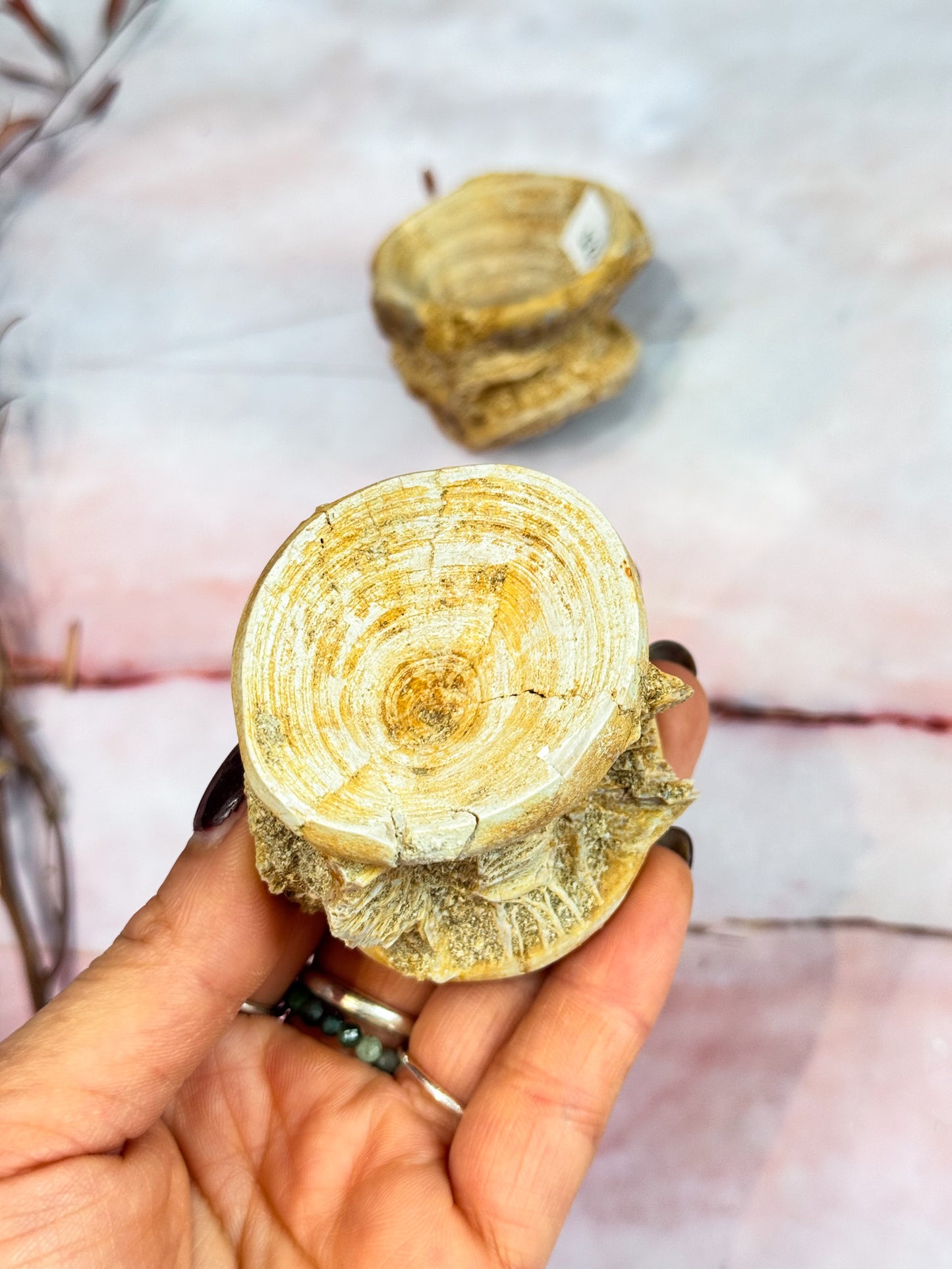 Fish Fossil Vertebrate